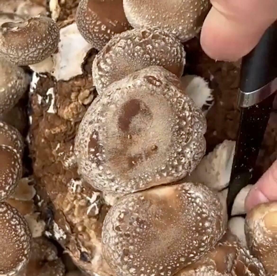 Shiitake Mushroom Growing Kit Instructions