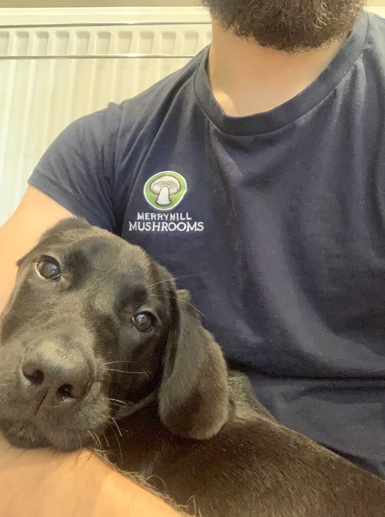 Can Cats and Dogs Eat Mushrooms?