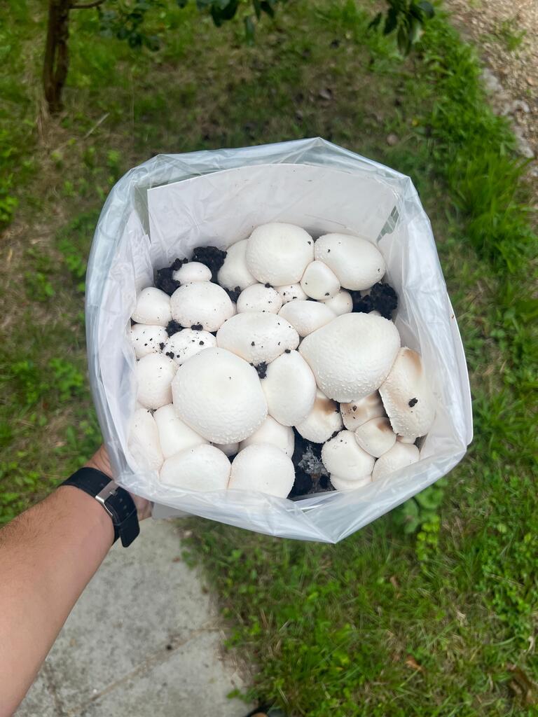 Are mushrooms keto friendly 