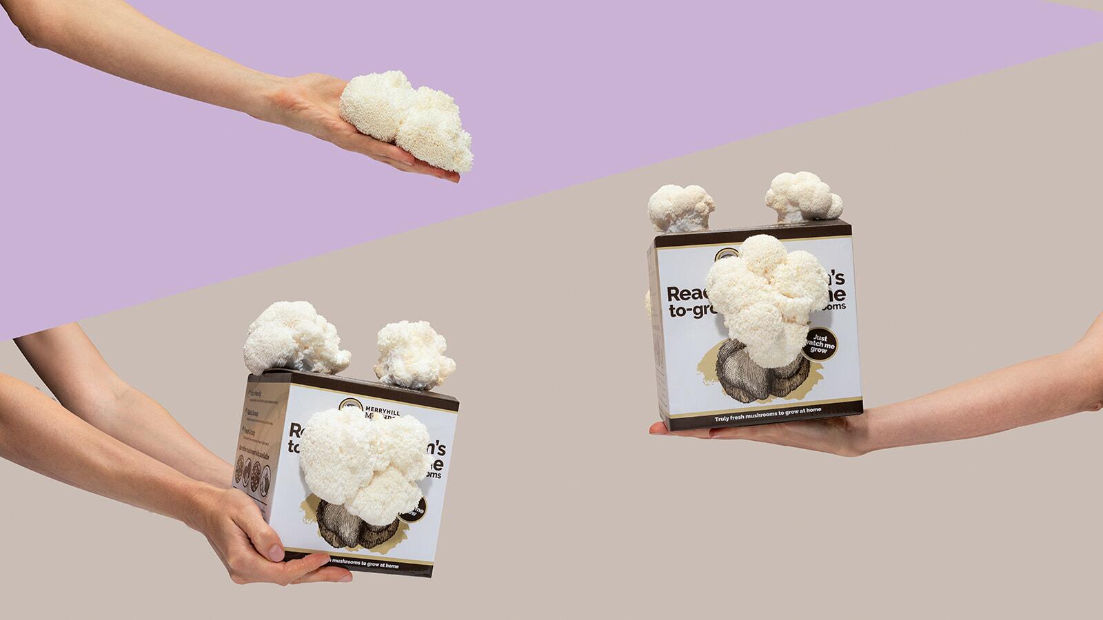 Two Lion's Mane Mushroom Growing Kits