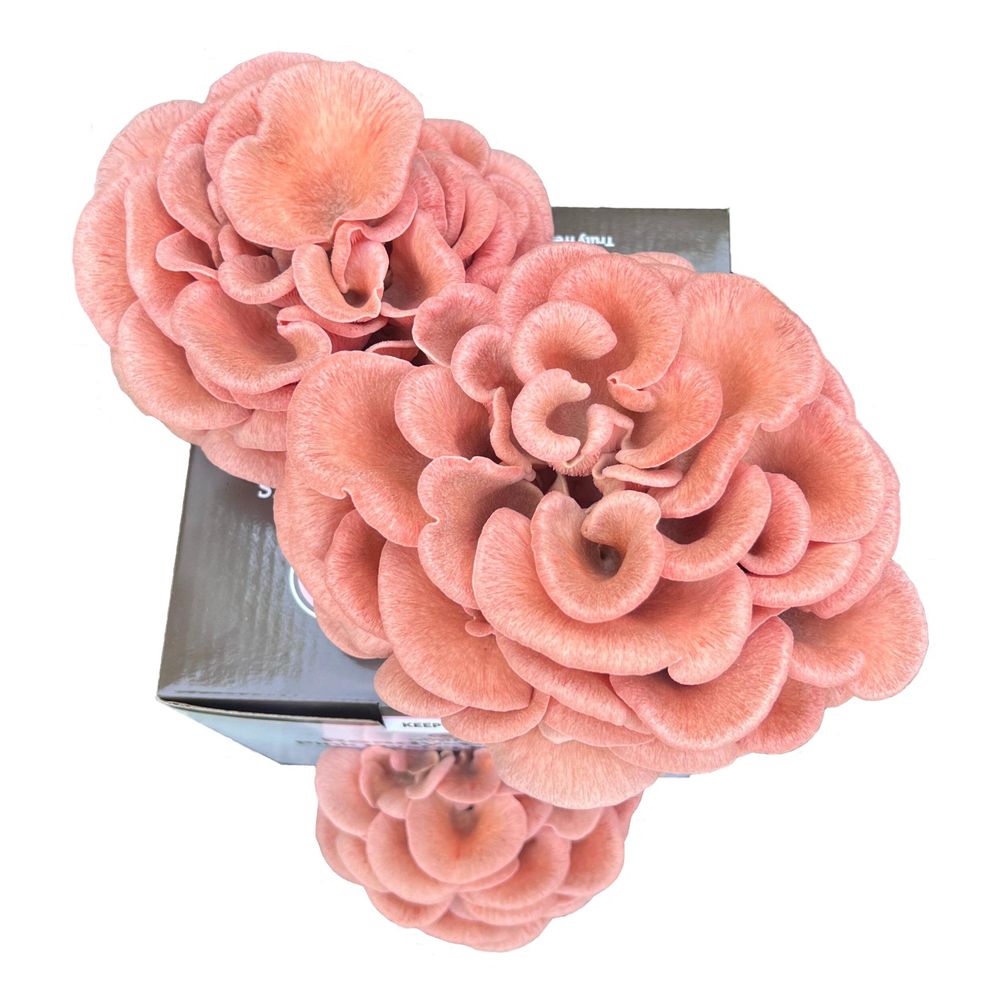 Pink Oyster Mushroom Growing Kit top down view