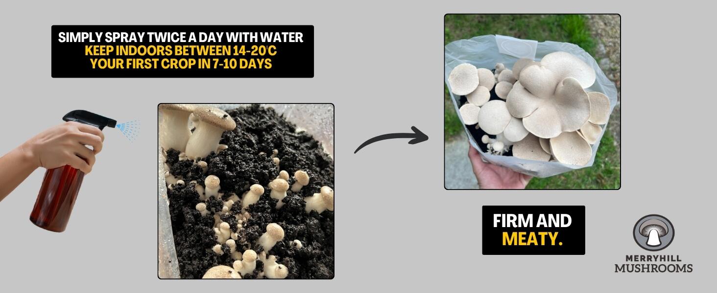 King Oyster Growing Timeline Infographic