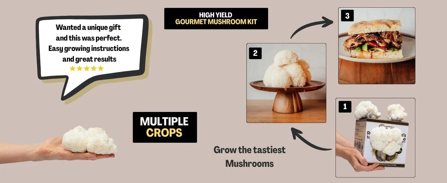 Lion's Mane Mushroom kit Infographic Banner
