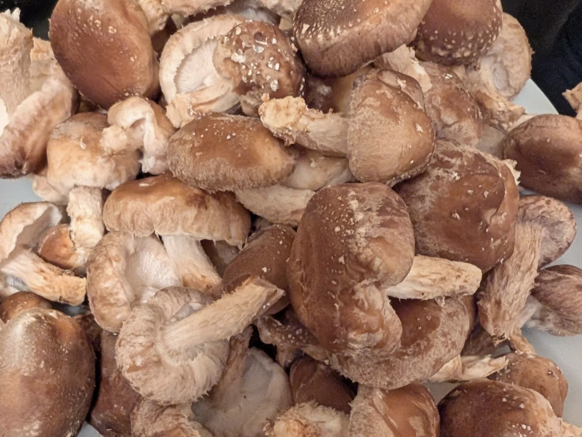 Crop of Shiitake Mushrooms