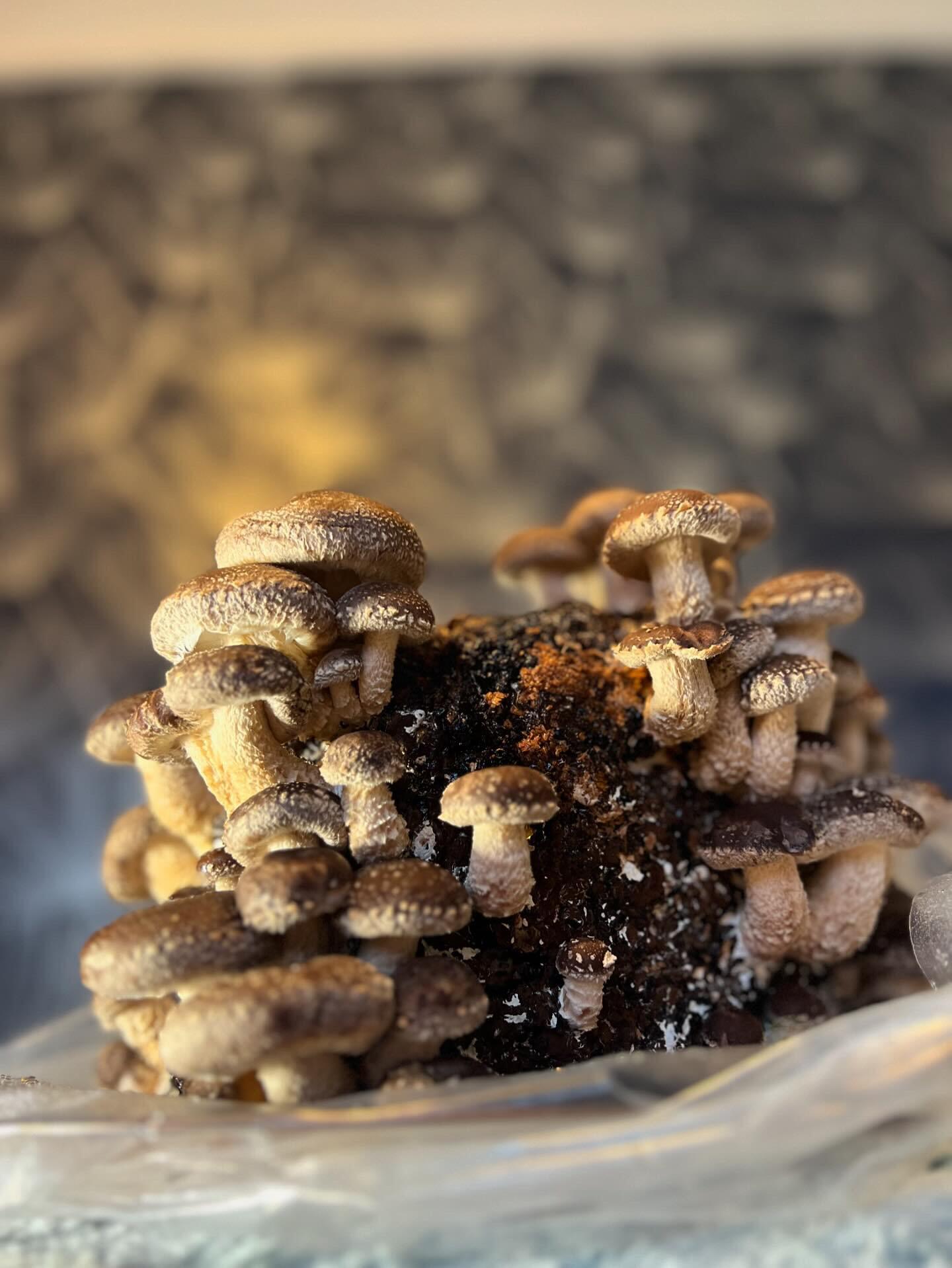 A Shiitake mushroom growing kit placed in a bright kitchen with indirect daylight