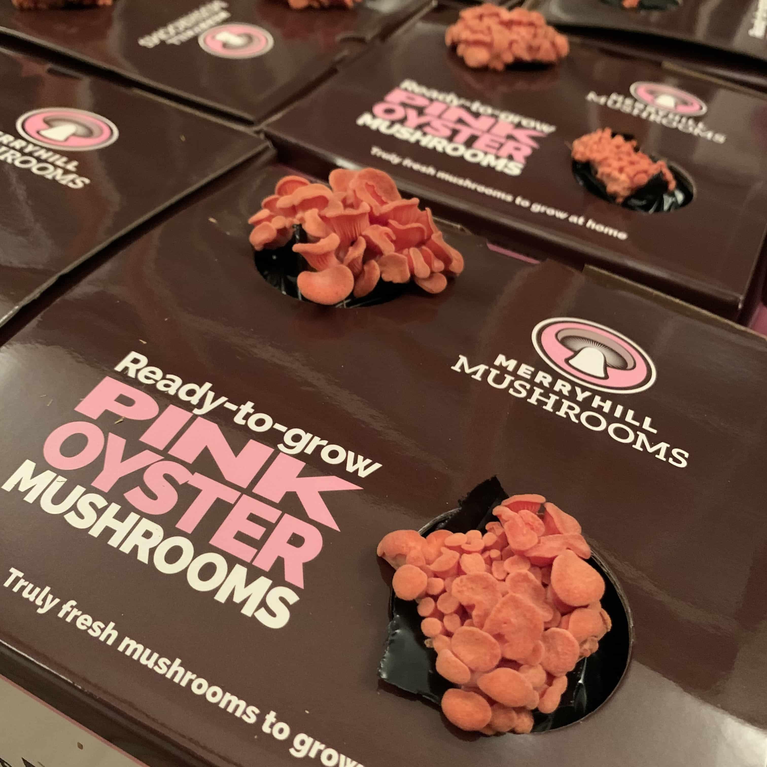 Mushroom pins forming on a ready growing kit substrate block