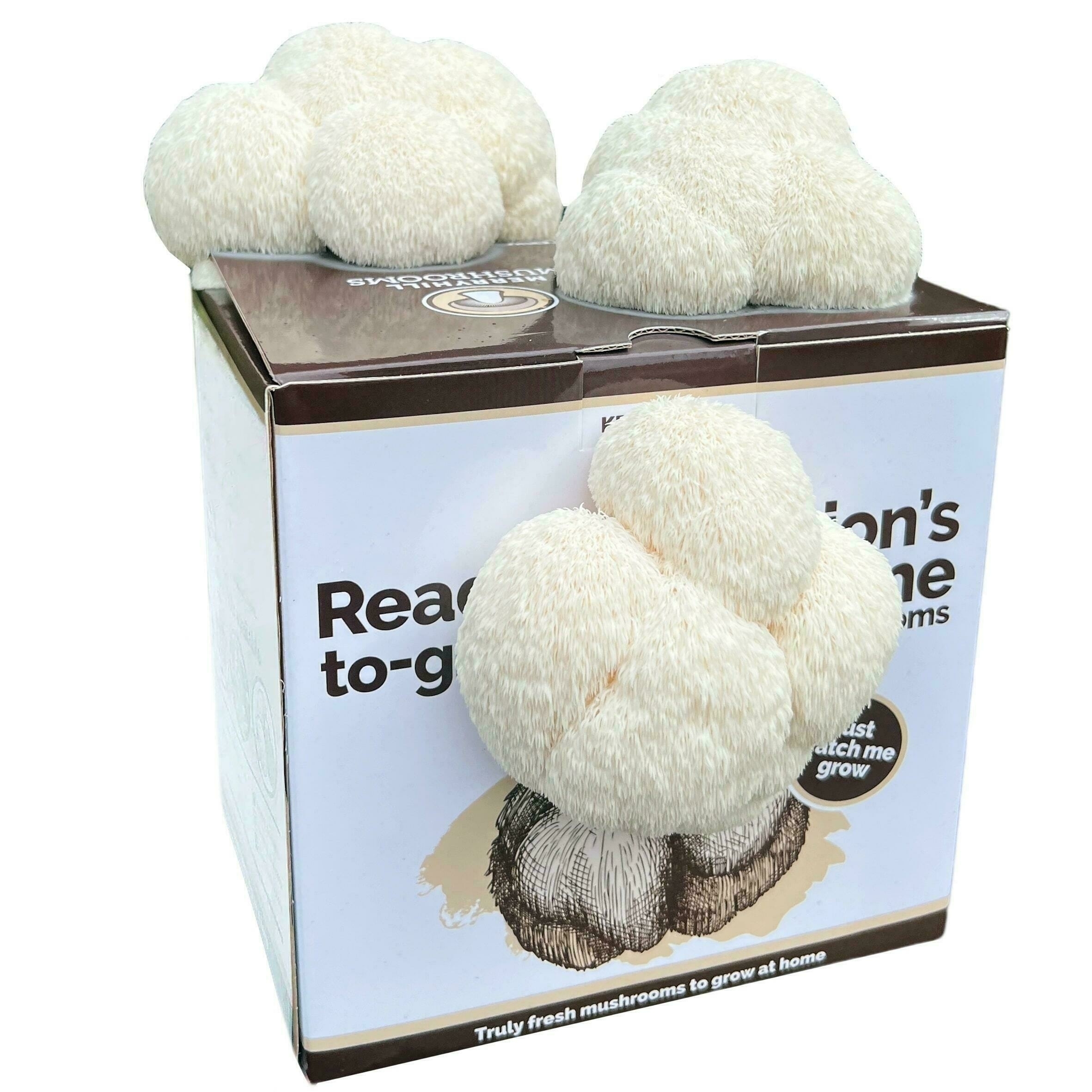 Lion's Mane Mushroom Growing Kit by Merryhill Mushrooms