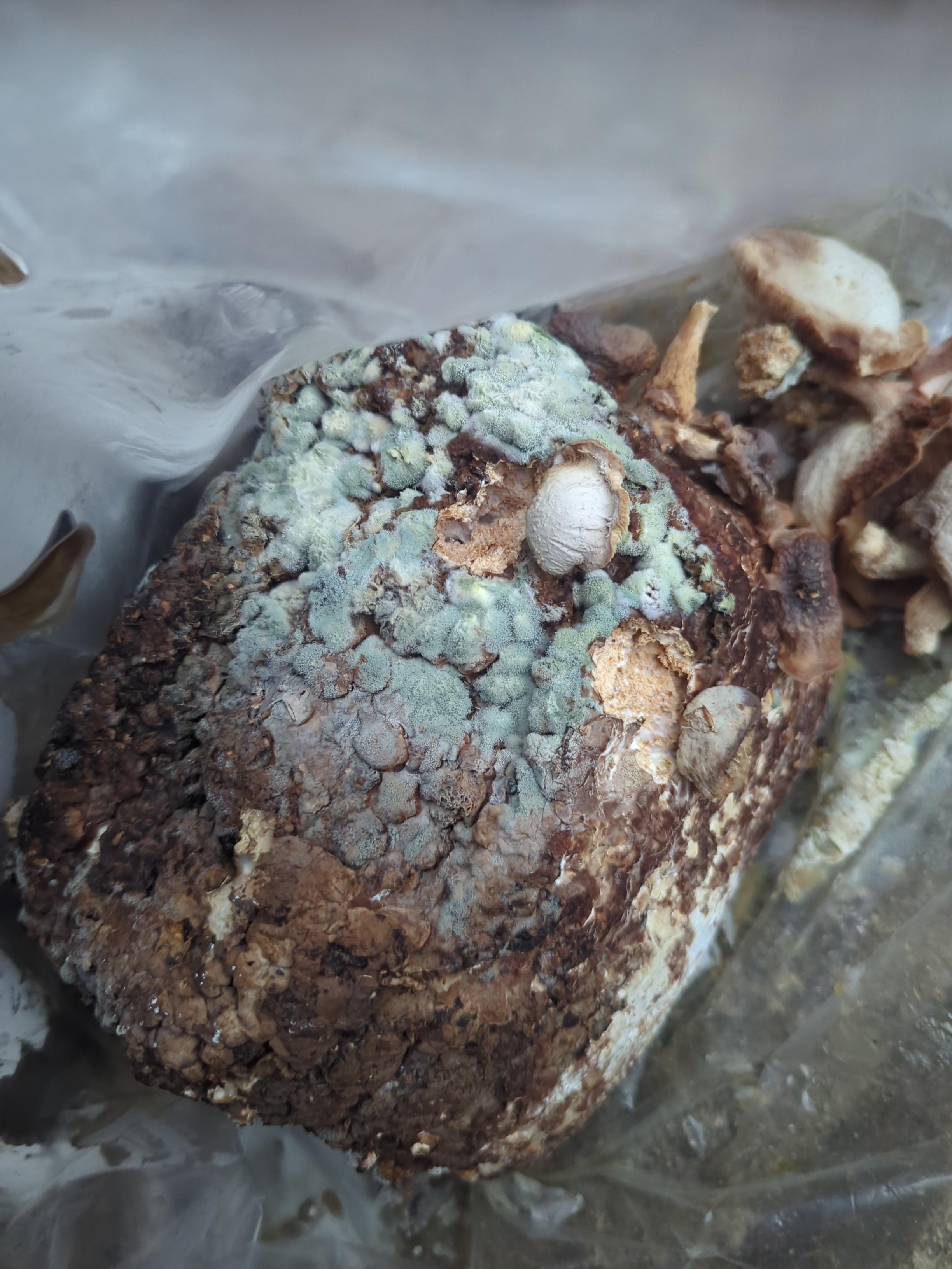 Green mould which has grown on spores dropped from mushrooms above that were not picked on time.