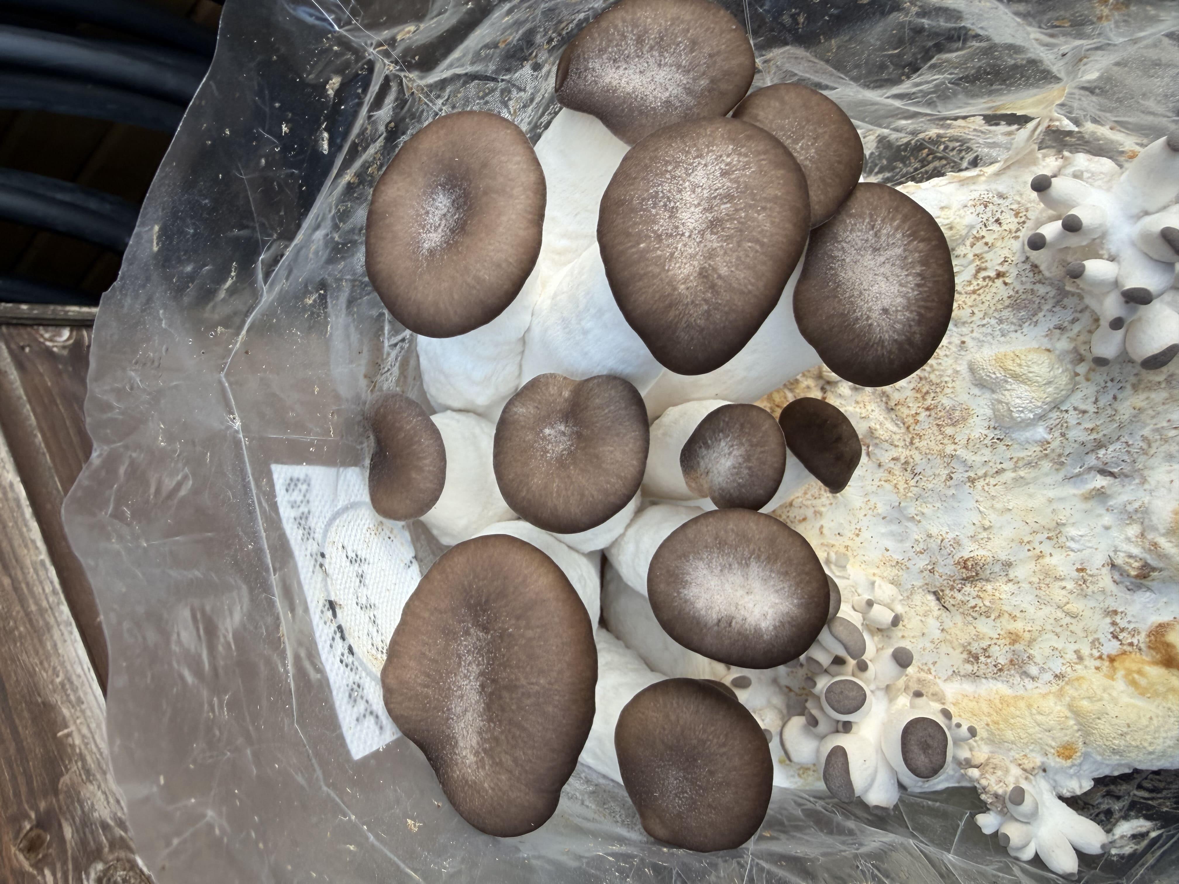 Black Pearl Oyster mushroom caps maturing from dark slate-grey to lighter grey as they expand