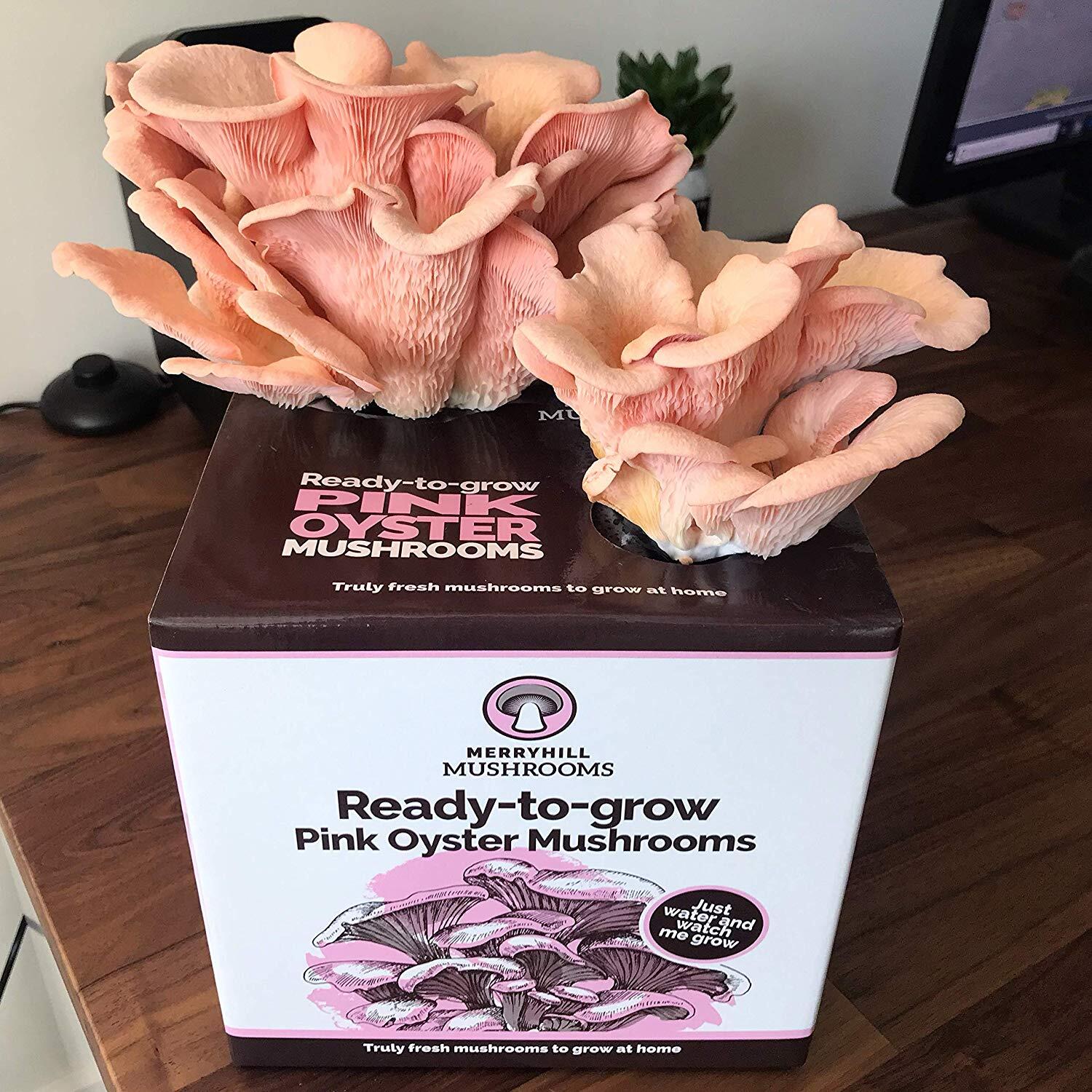 Pink Oyster mushrooms at harvest stage from a Merryhill Mushrooms growing kit timeline