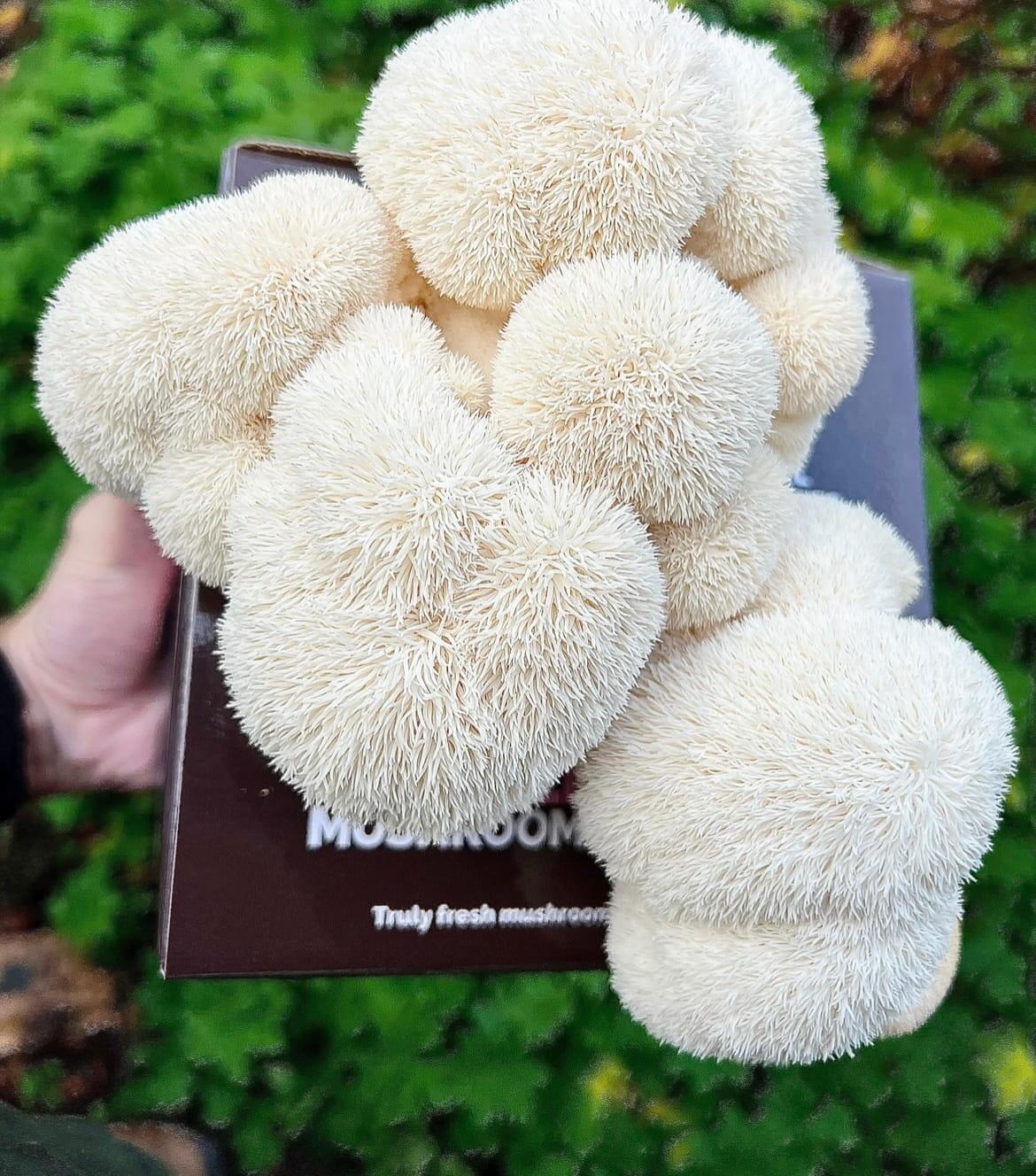 Lion's Mane kit with full shaggy cluster ready to harvest