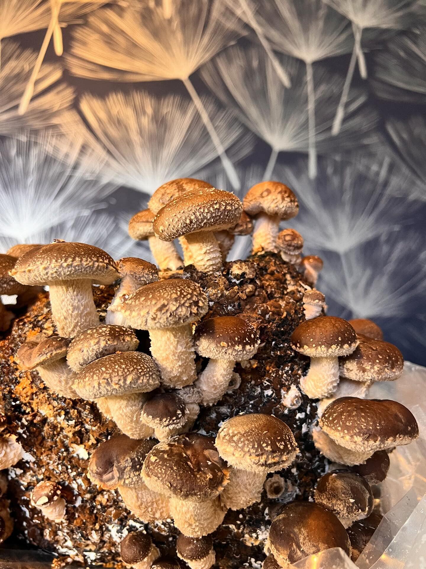 Various stages of growth on a shiitake mushroom kit