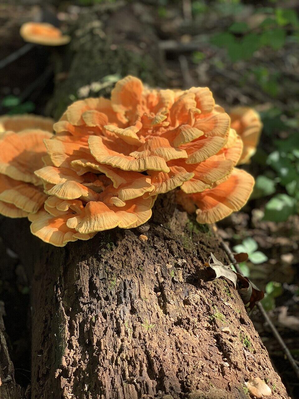 Chicken of the woods mushroom growing on a log