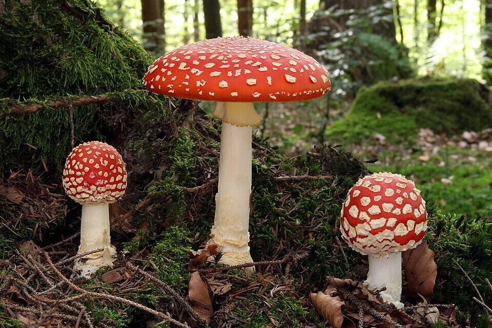 Three Fly agaric mushrooms in the forest, each of different sizes