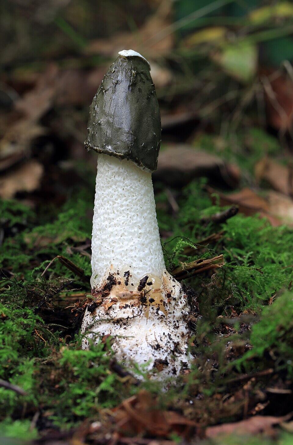 Stinkhorn mushroom at a stage of mid growth