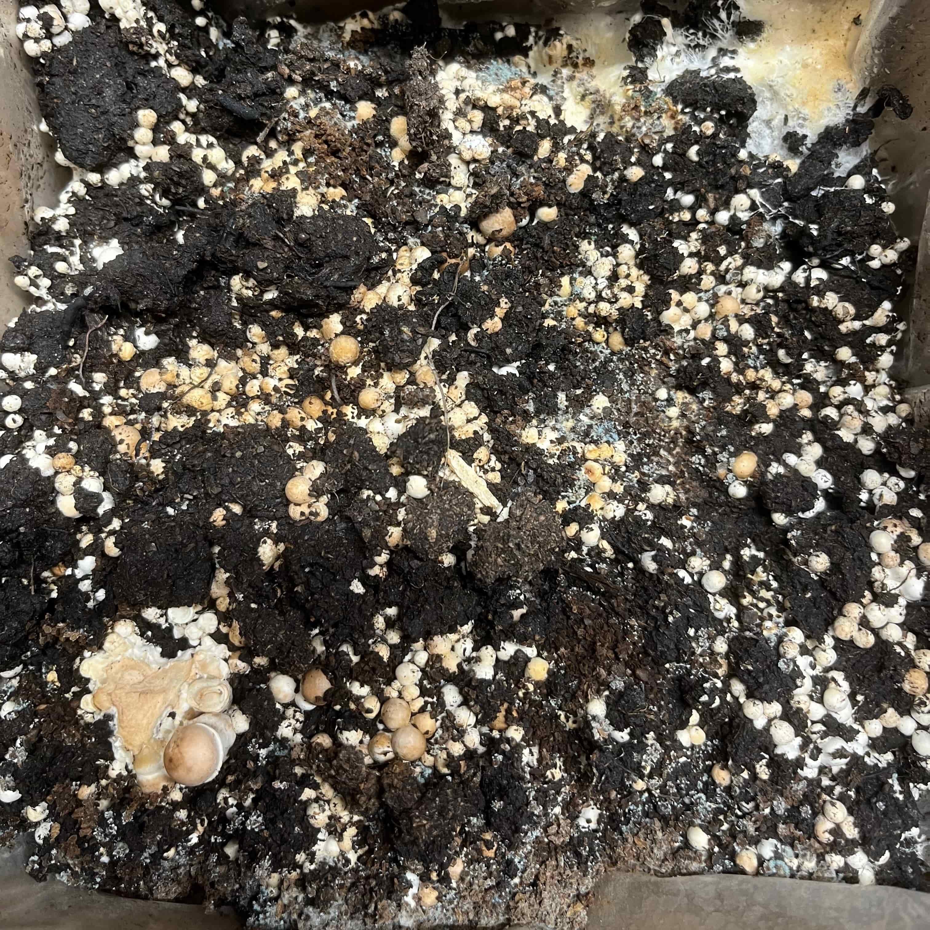 Dry and underwatered mushroom kit topsoil showing pale patches, light speckles, and cracking, indicating the kit needs more misting