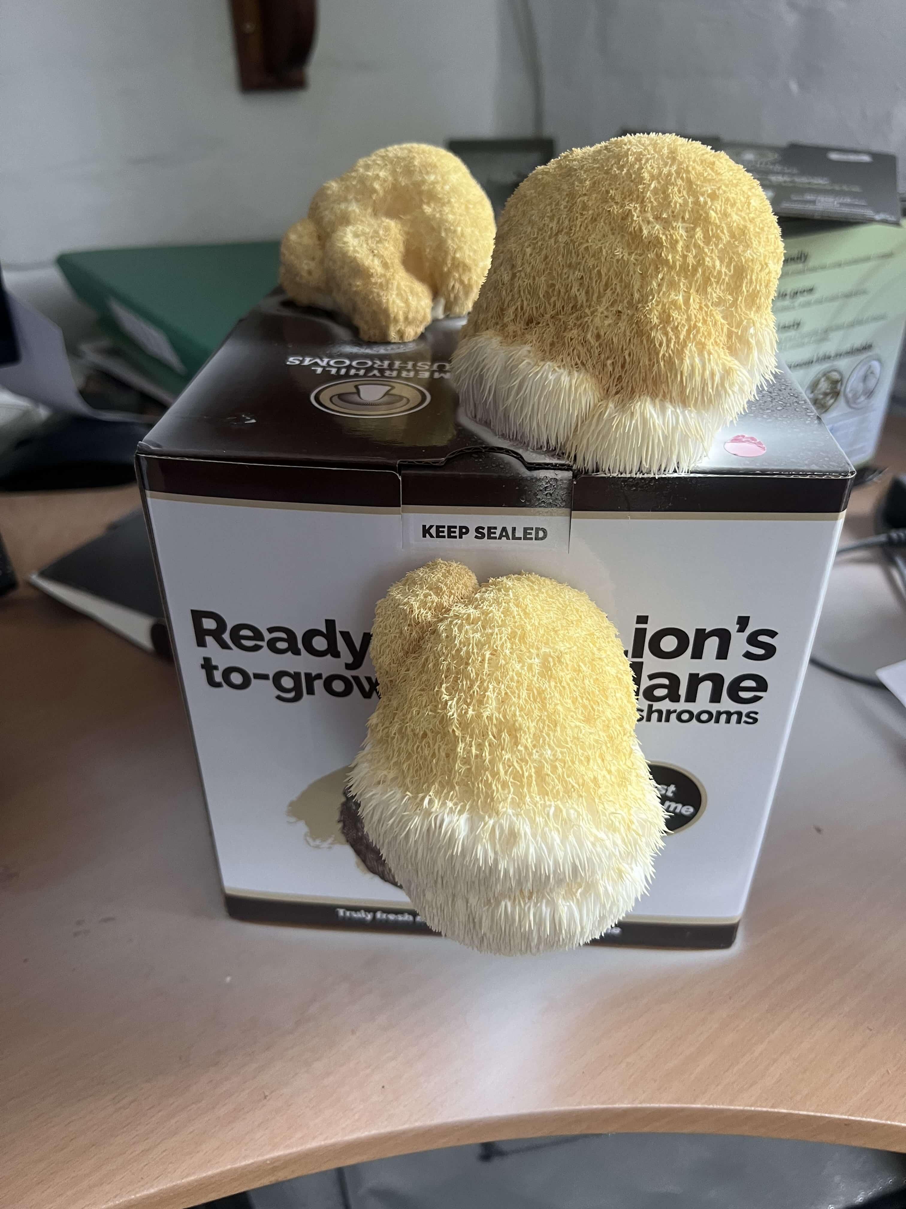 Placeholder image for overripe lion's mane mushroom