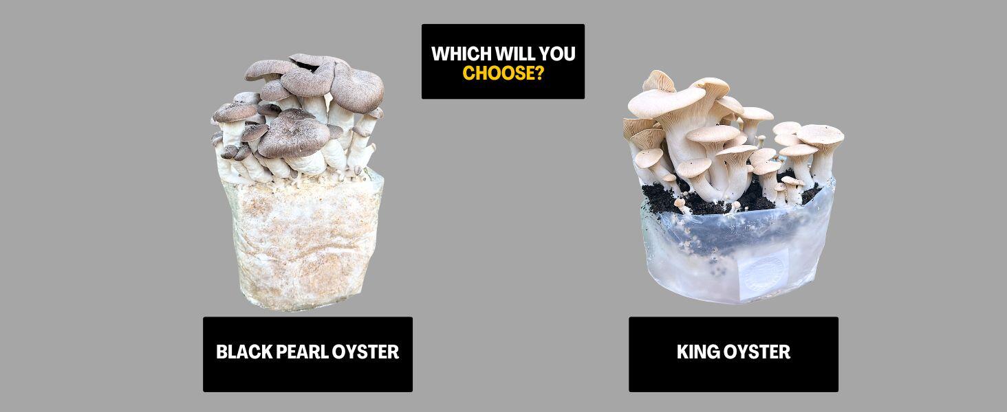 King Oyster and Black Pearl Oyster mushrooms growing at home