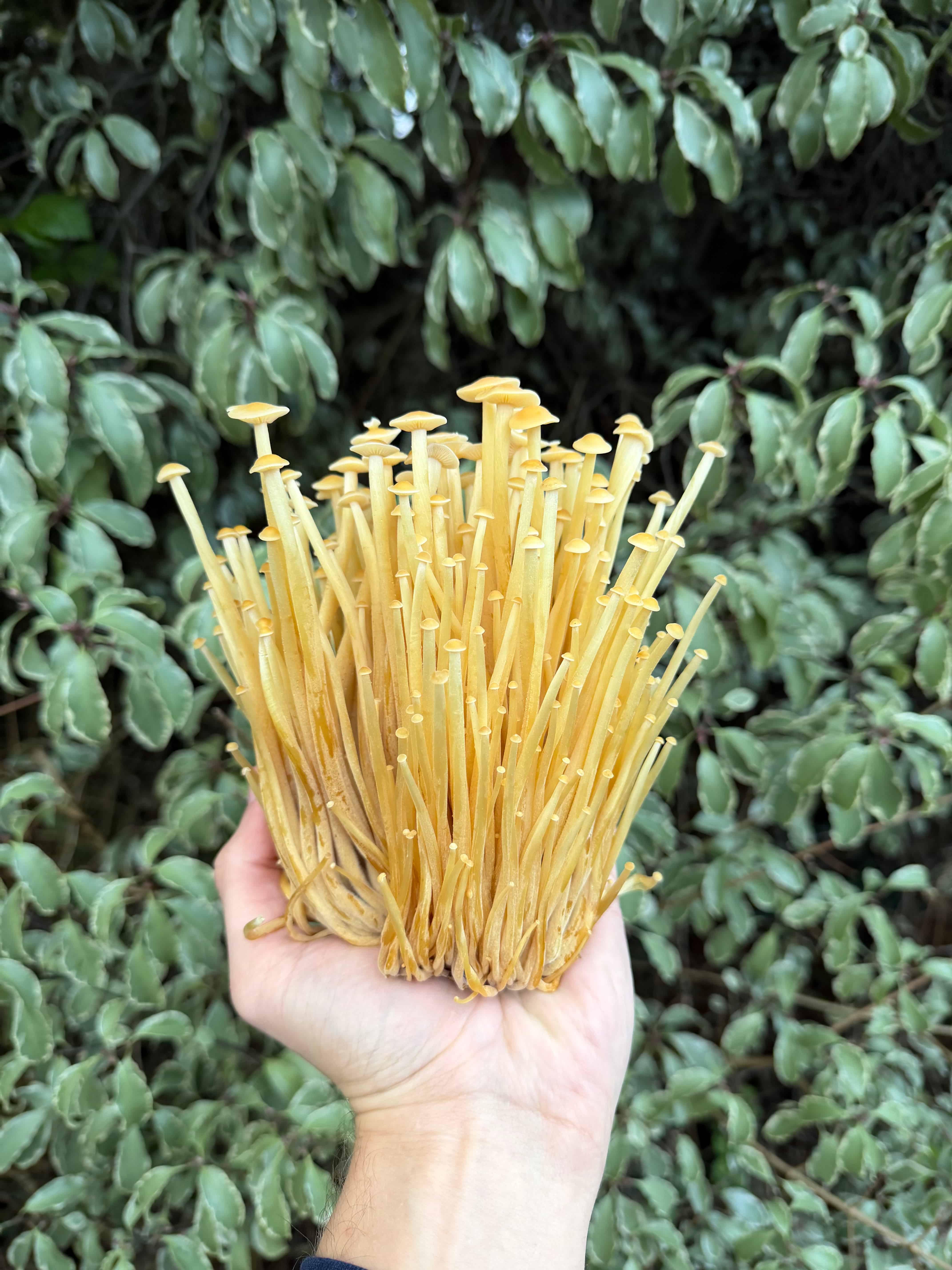 Fresh home-grown enoki mushrooms