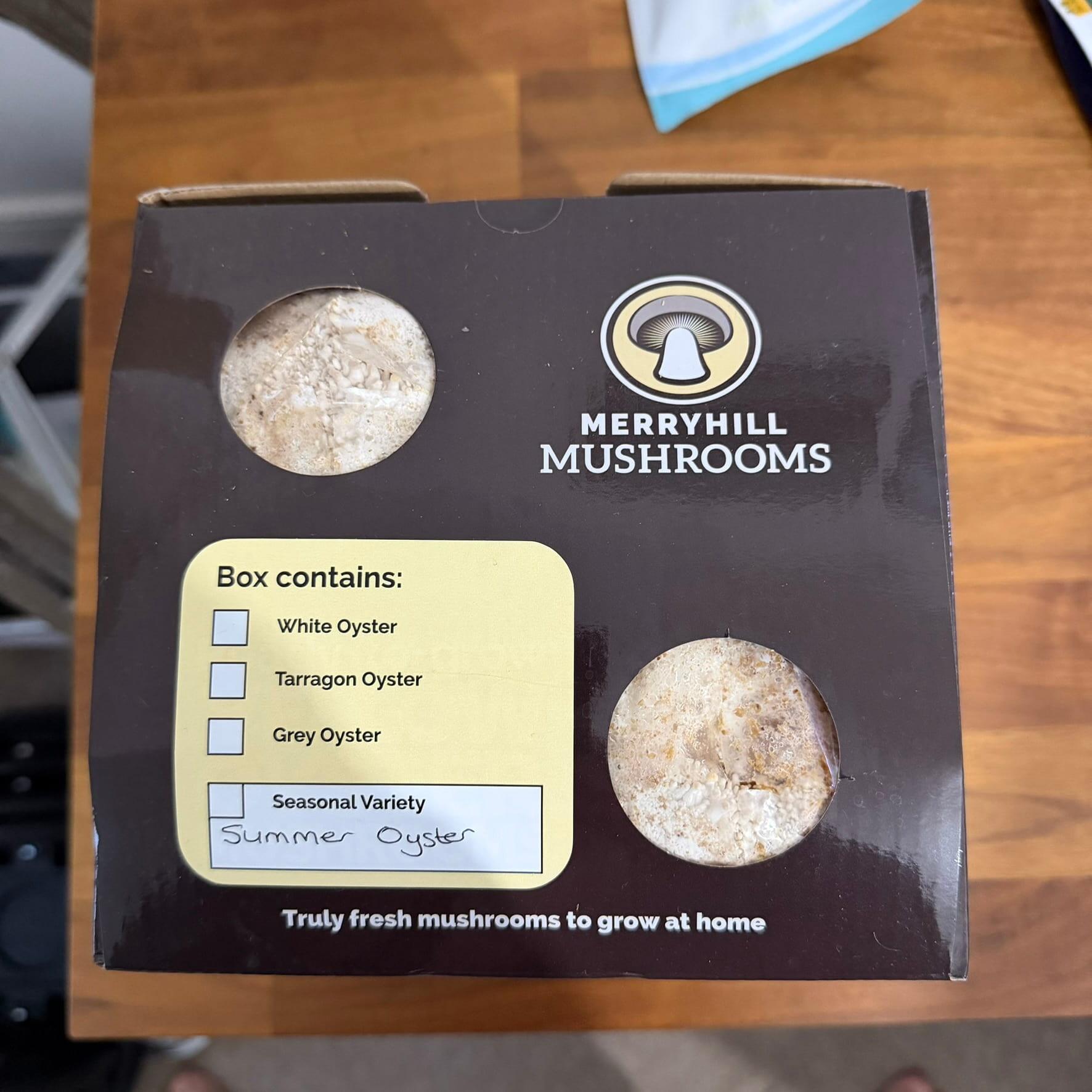 Summer Oyster mushroom growing kit on day 1