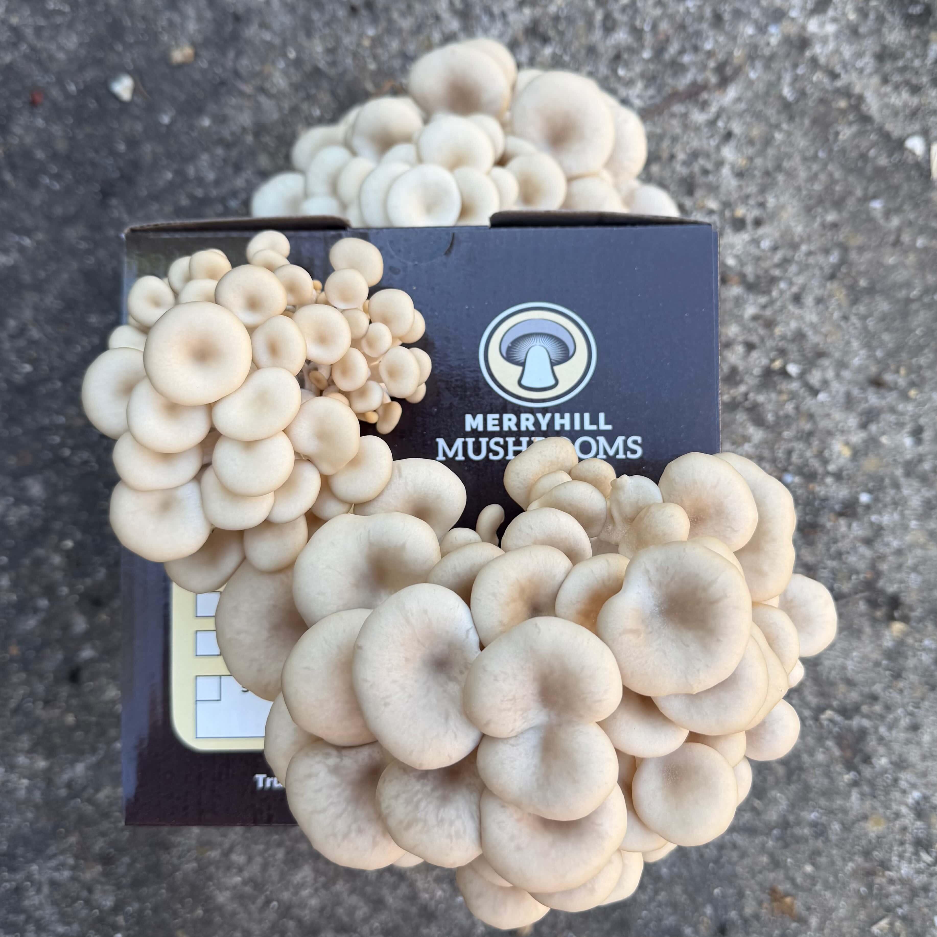 White Oyster mushroom kit with medium sized clusters
