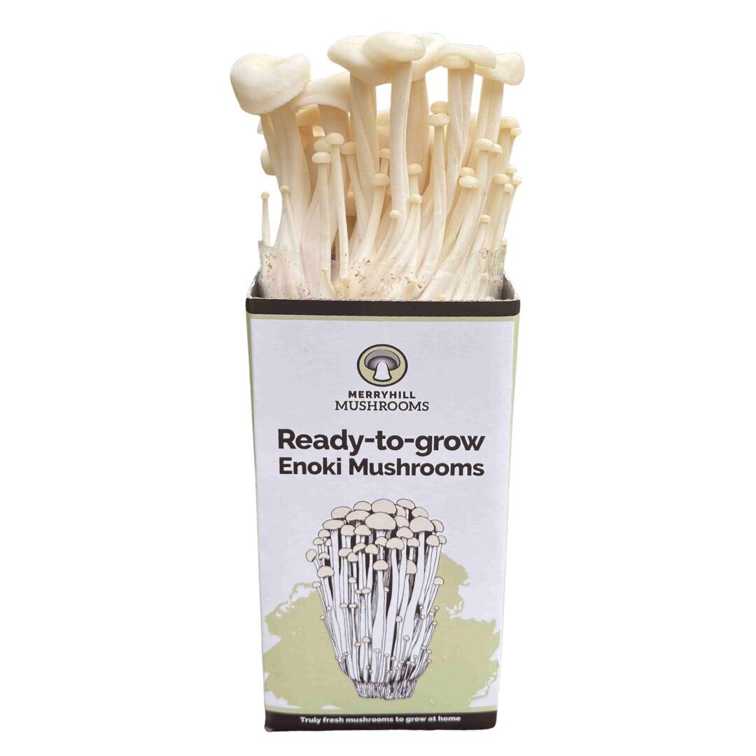 Enoki Mushroom Growing Kit