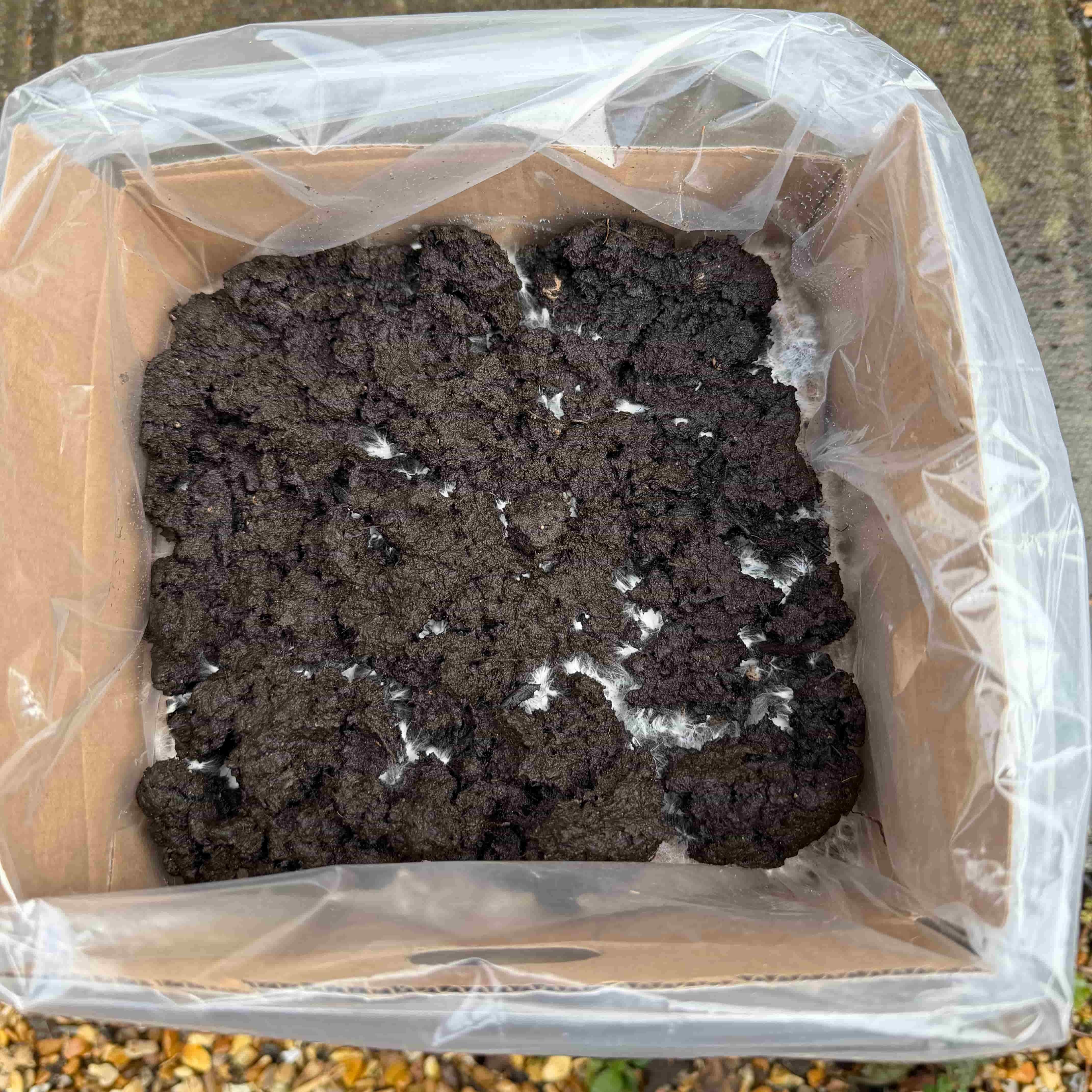Chestnut and white kit on day 7 with mycelium visible in the topsoil