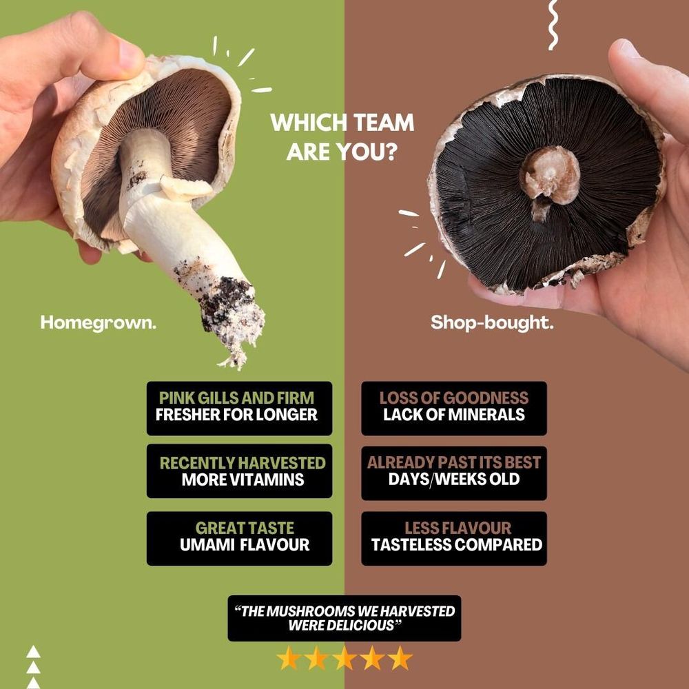 Homegrown mushrooms vs shopbought