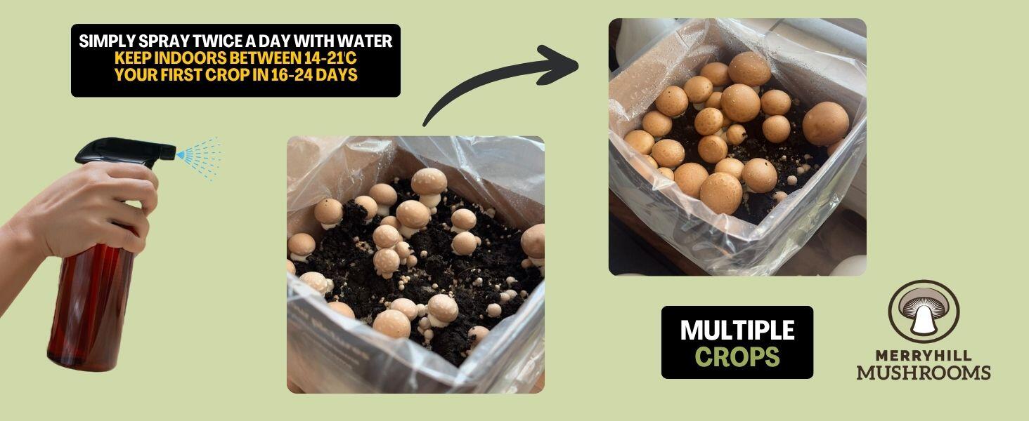 Chestnut Mushroom Growing Kit Growth rate example
