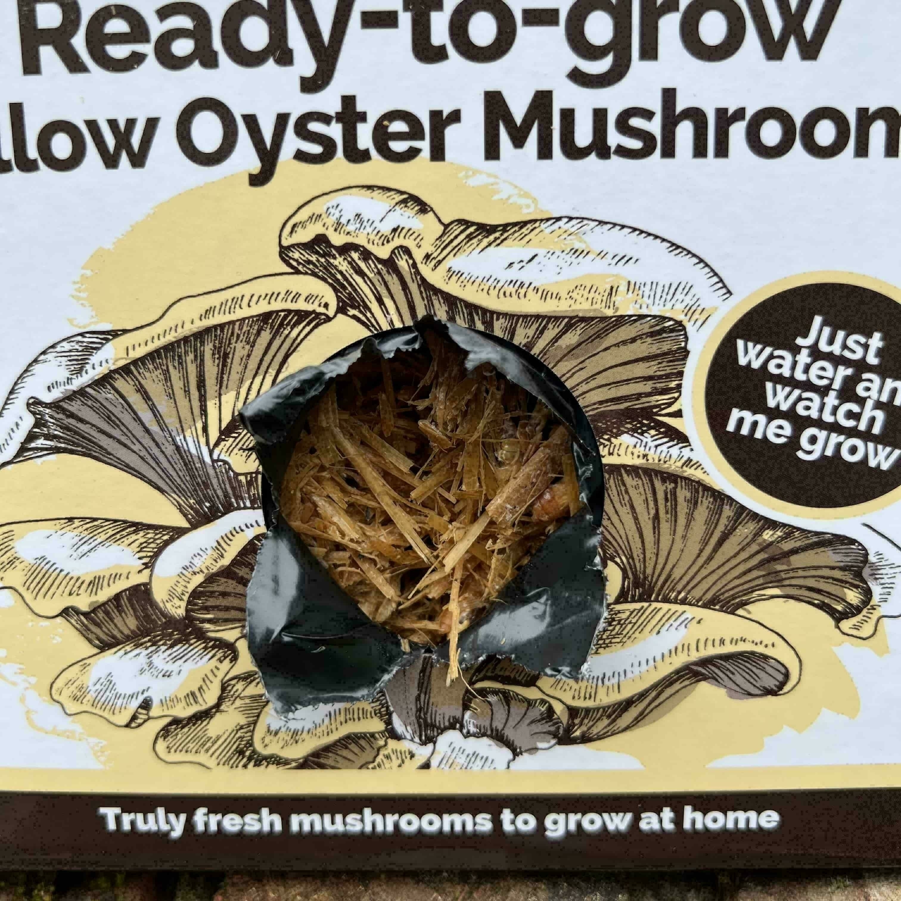Yellow Oyster compost