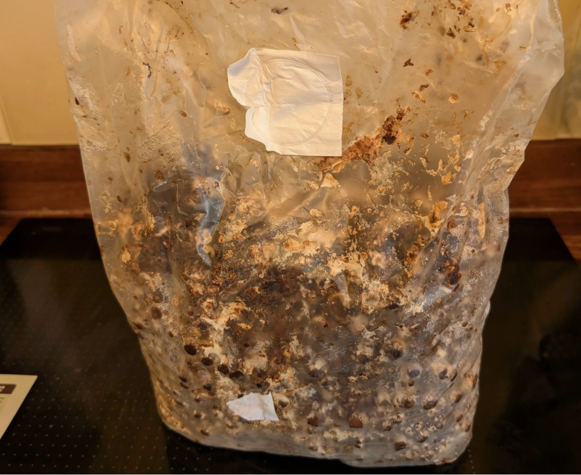 Shiitake Mushroom Kit in sealed bag