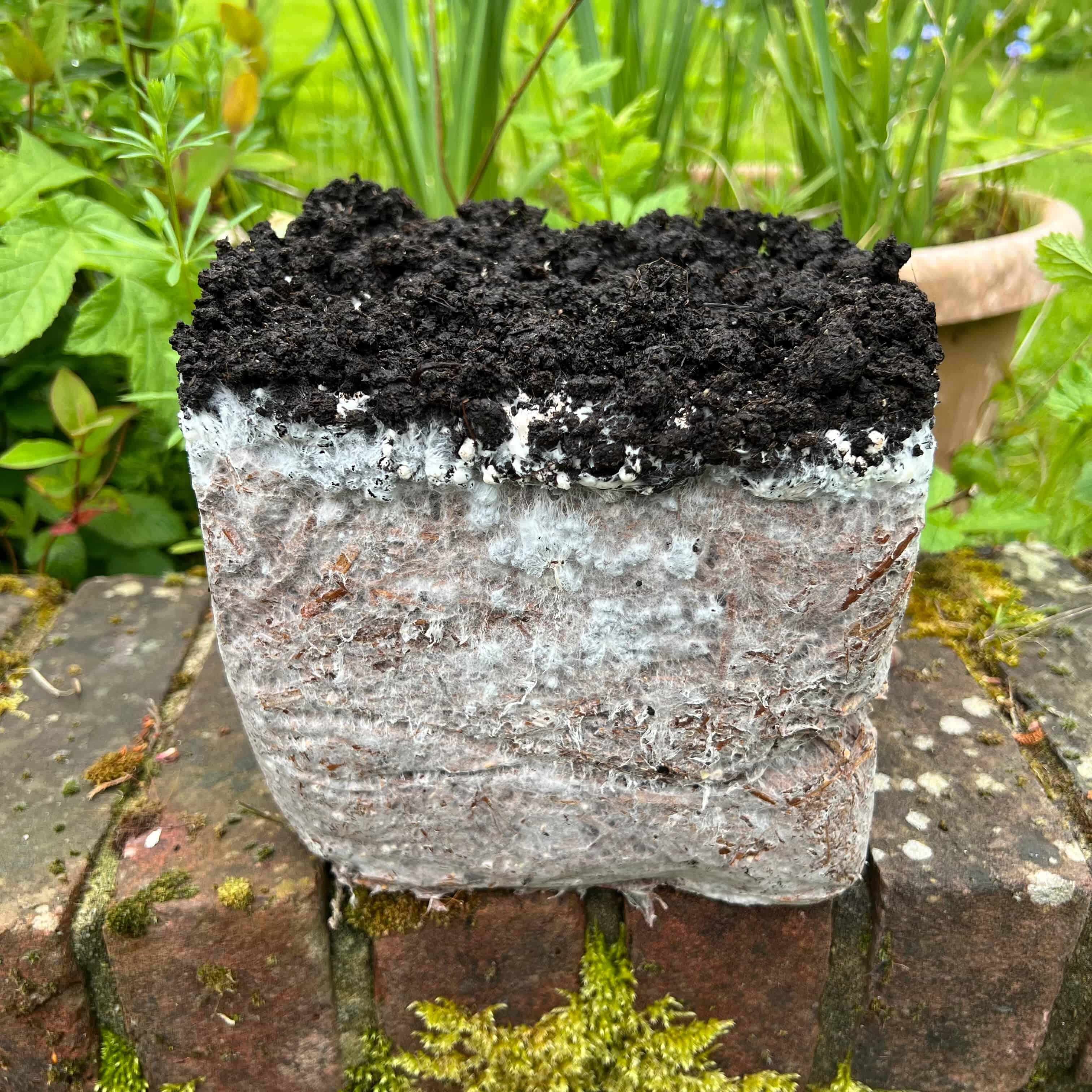 Chestnut mushroom growing kit - contents that can be composted