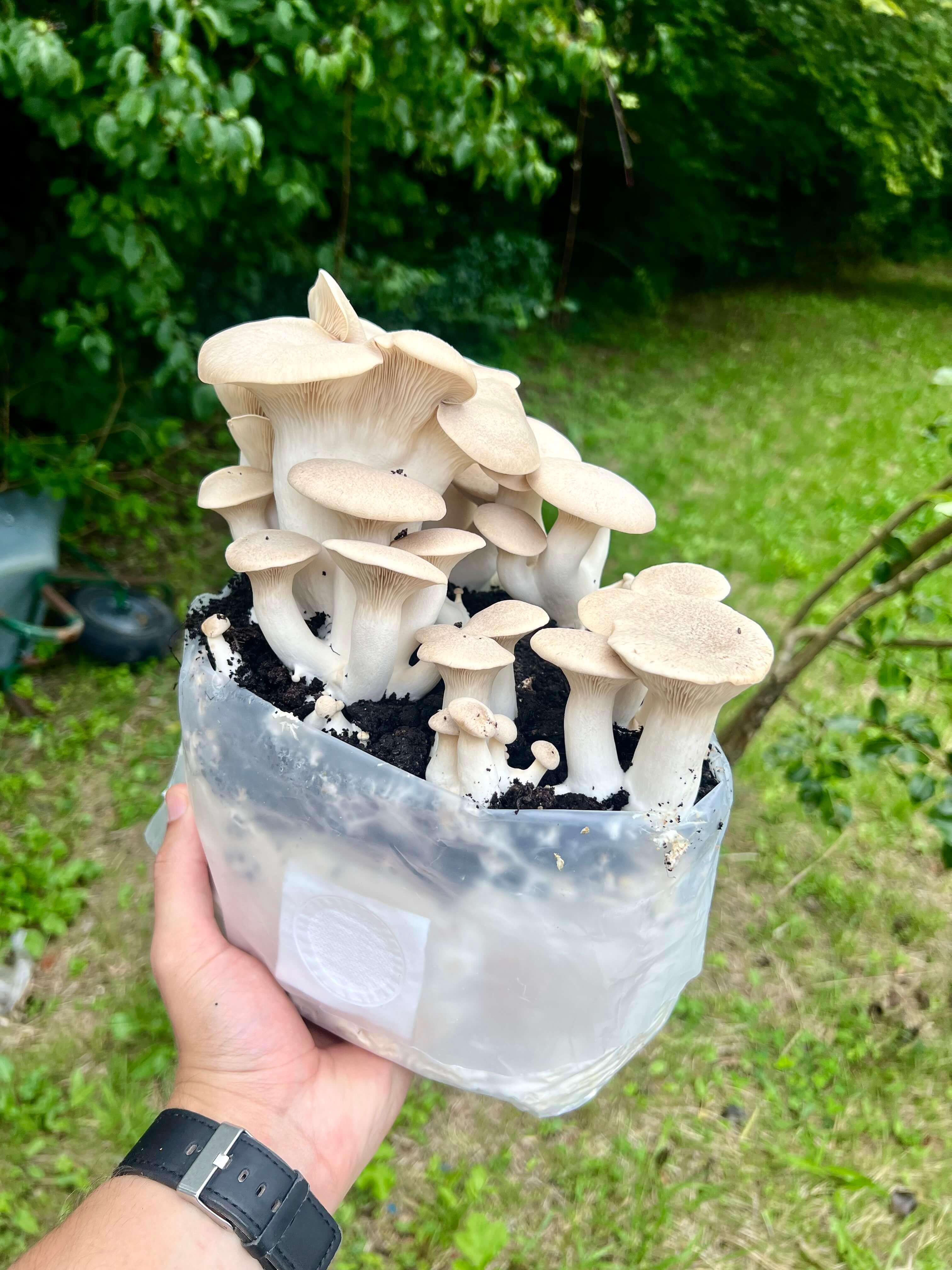 King Oyster kit with thick meaty stems ready to harvest