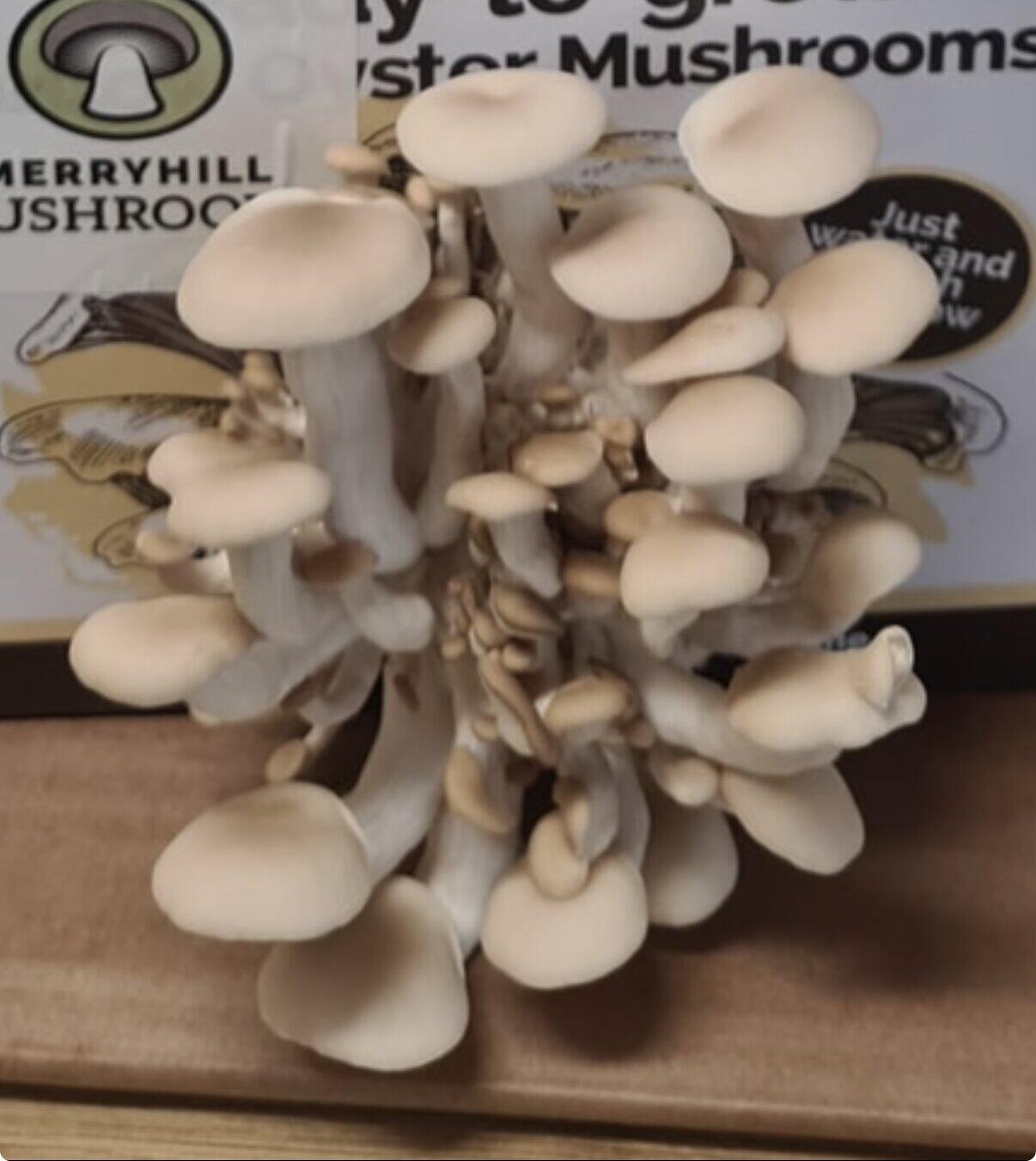 Placeholder image for white oyster mushroom still growing