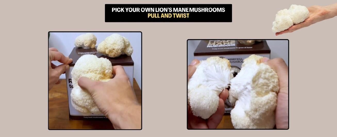 Step by step guide showing how to harvest by twisting and pulling the crop away from the box