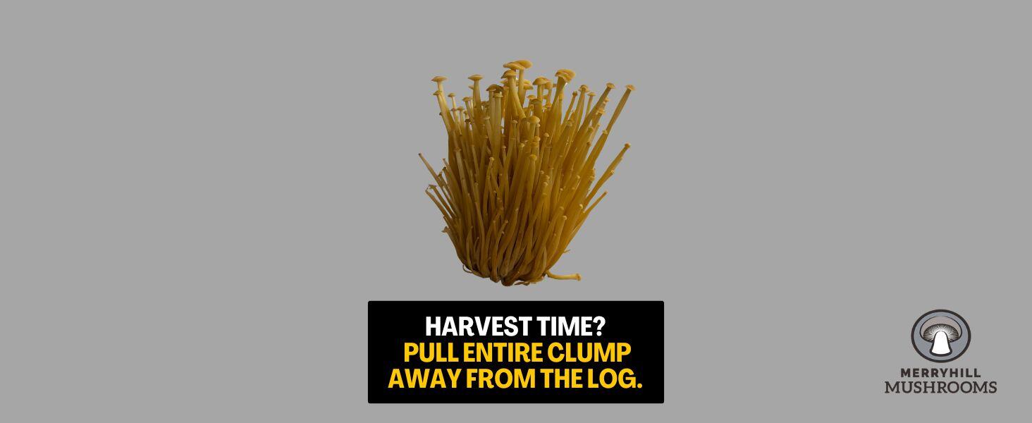 Step by step guide showing how to harvest Enoki mushrooms as a single bundle by twisting at the base