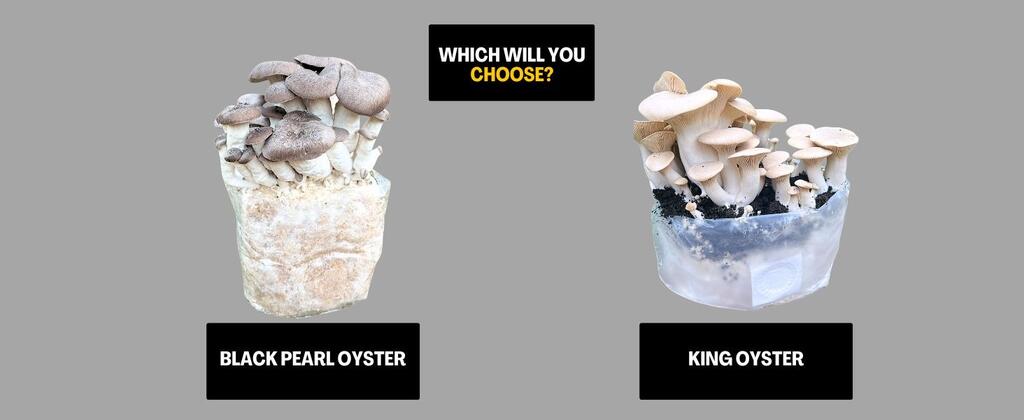 King Oyster vs Black Pearl Oyster: Which Kit Should You Choose?