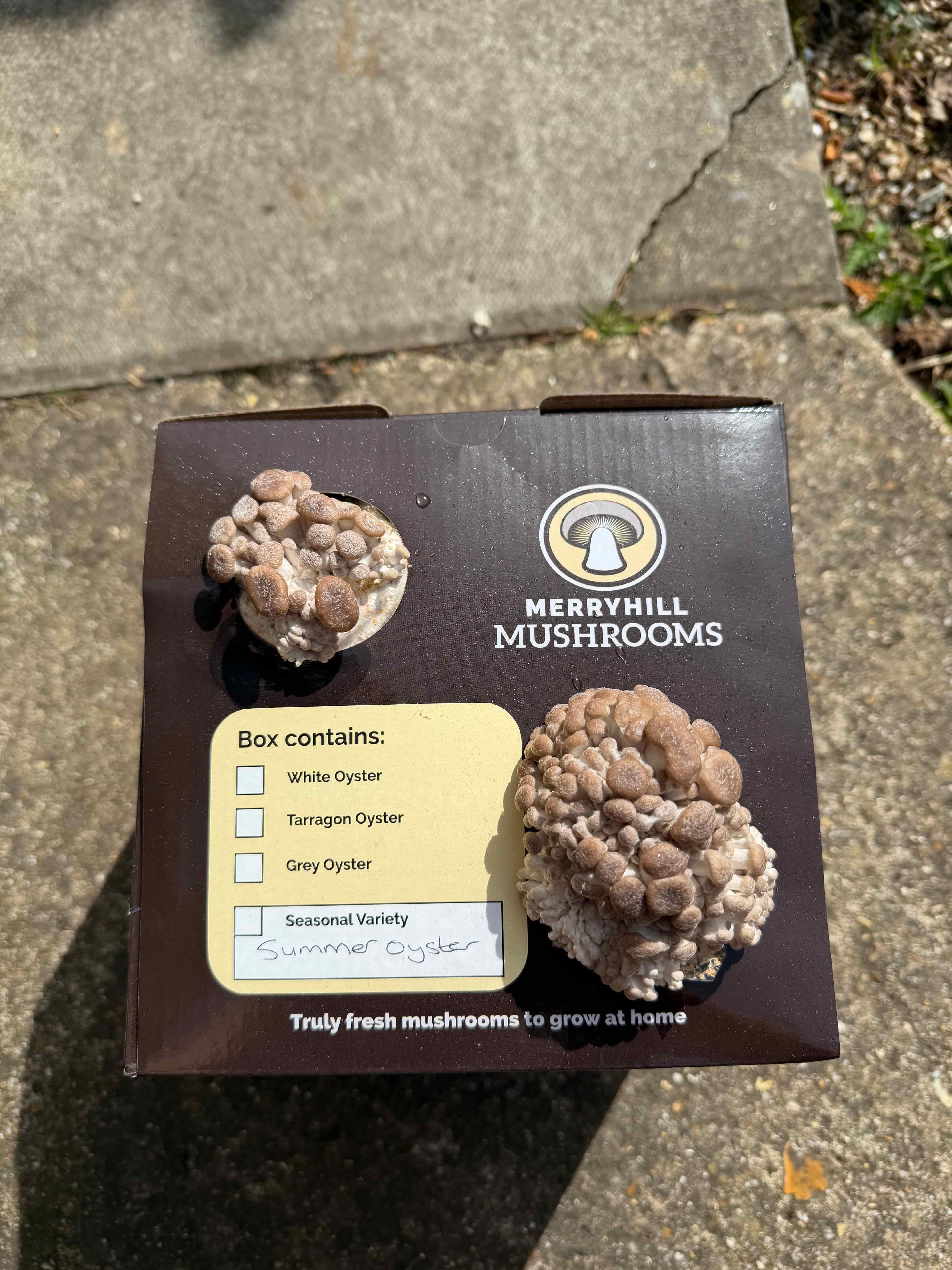 Summer Oyster mushroom kit with growing clusters