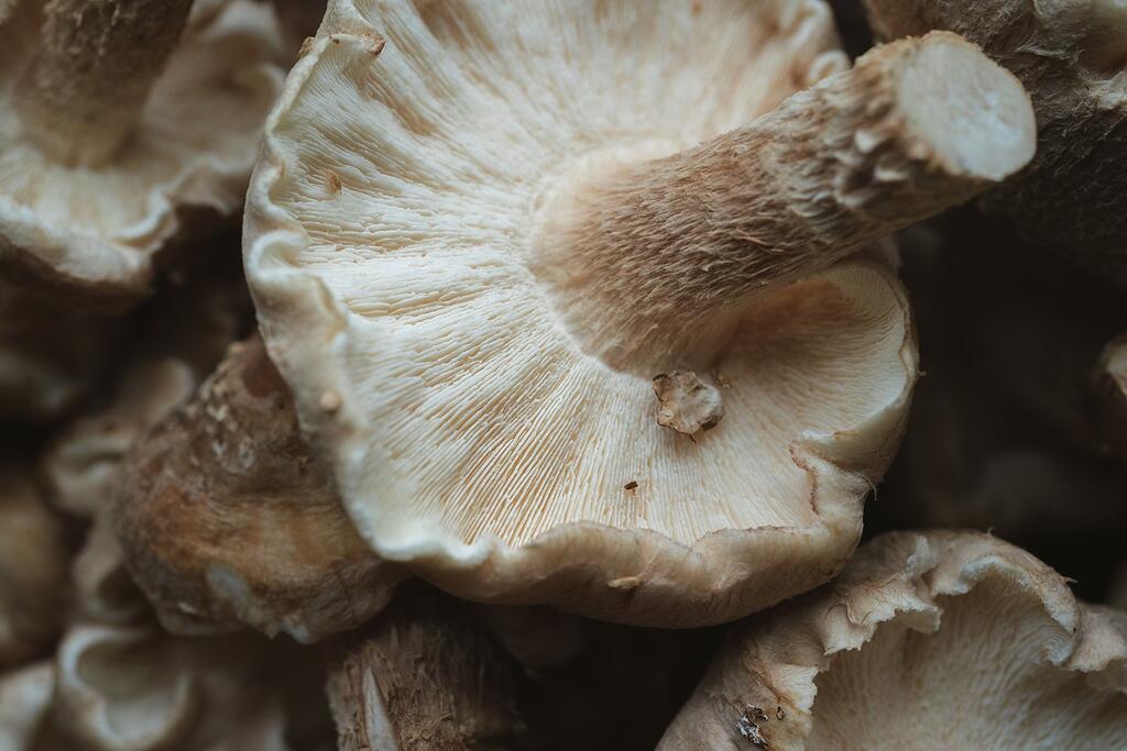 How to Pair Functional Mushroom Products With Cooking Mushrooms for a Food-First Wellness Week