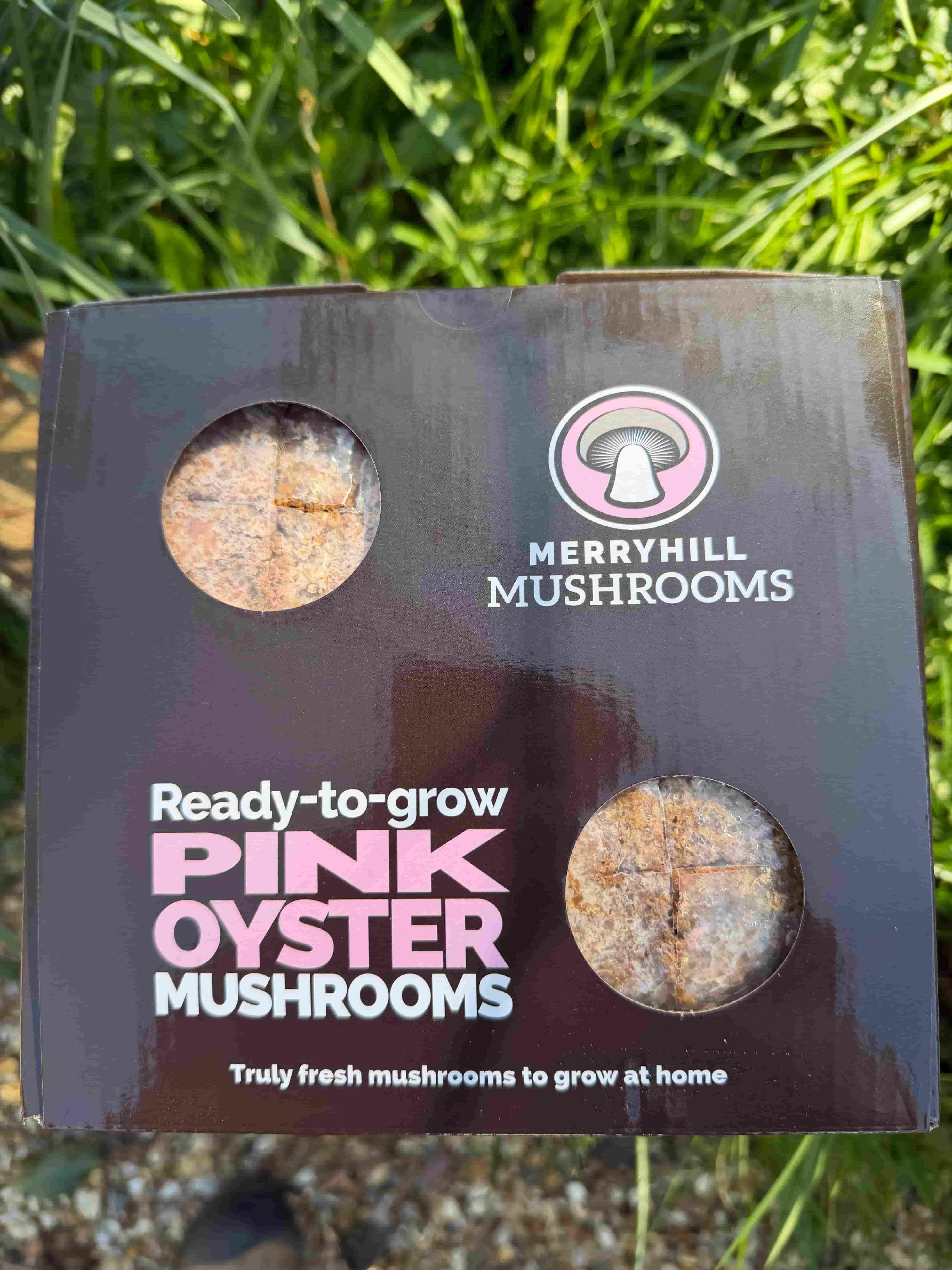 Pink oyster mushroom growing kit on day 1