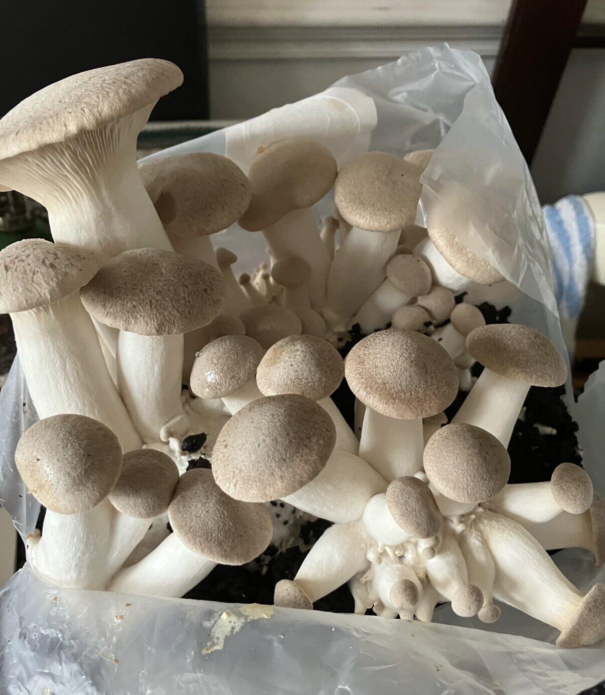 King Oyster Mushroom Growing Kit