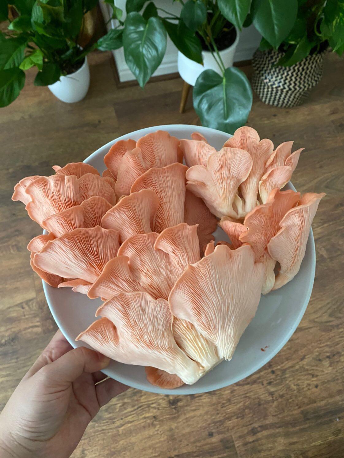 Pink Oyster Mushroom Growing Kit