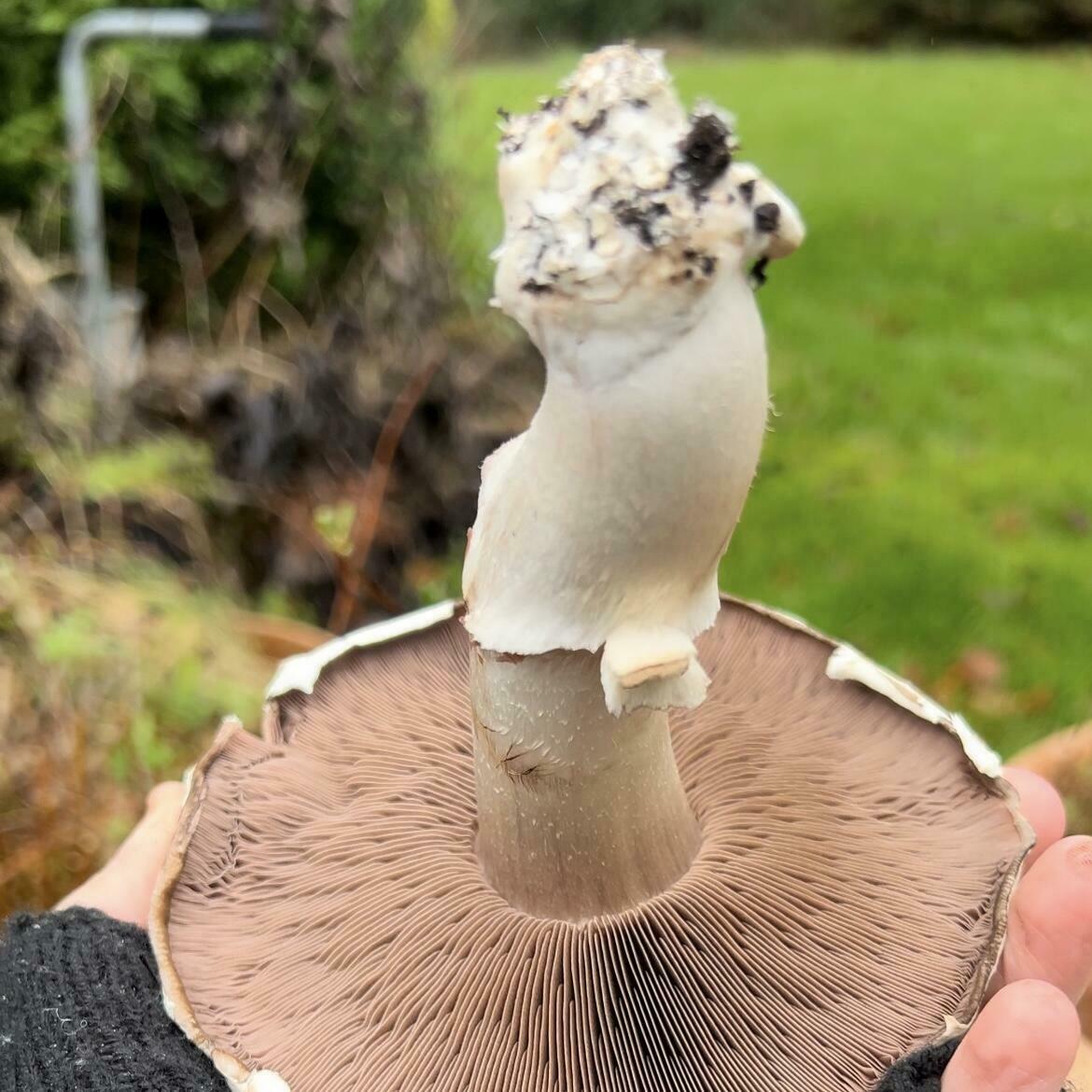 How to grow your own Chestnut and White Mushrooms at home.