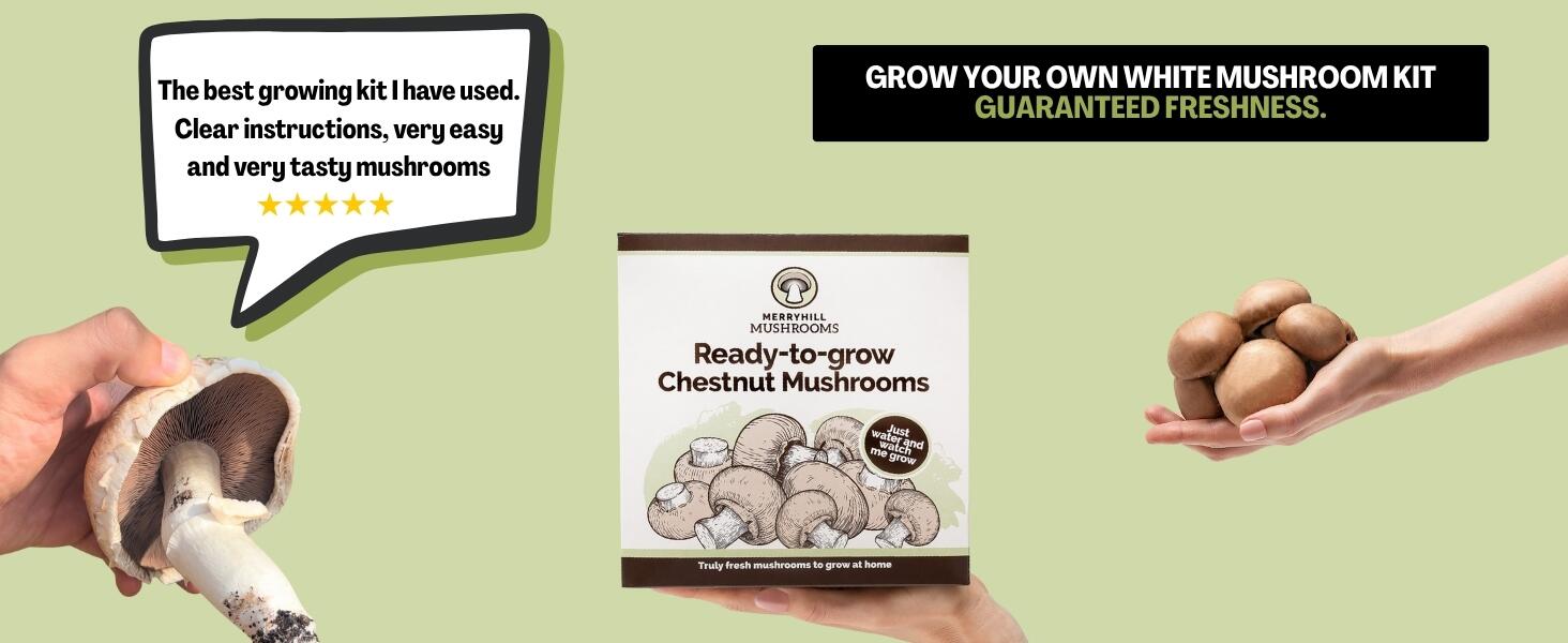 Chestnut Mushroom Grow Kit Infographic