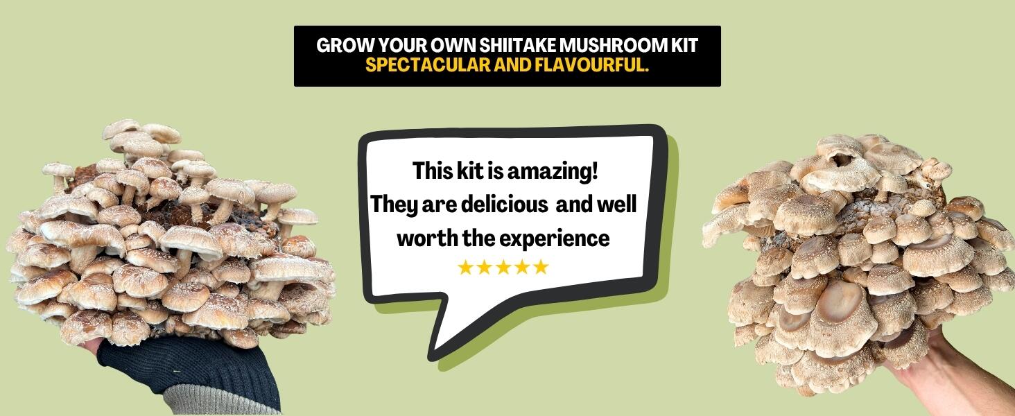 Mycélium De Champignons De Paris Bruns Kit De Culture Champignons 15ml - Foto 4