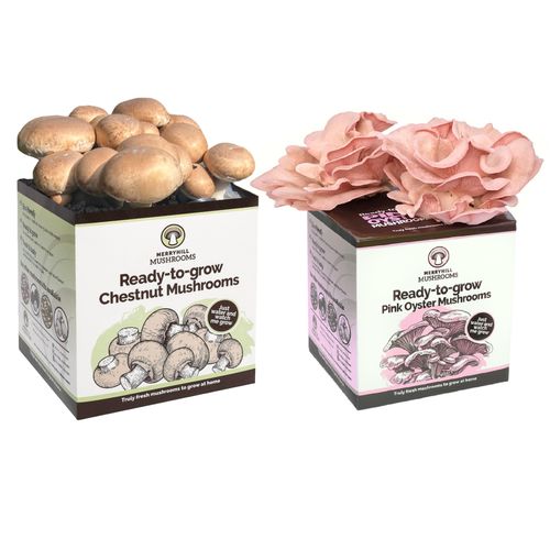Two Mushroom Growing Kits - Bundle