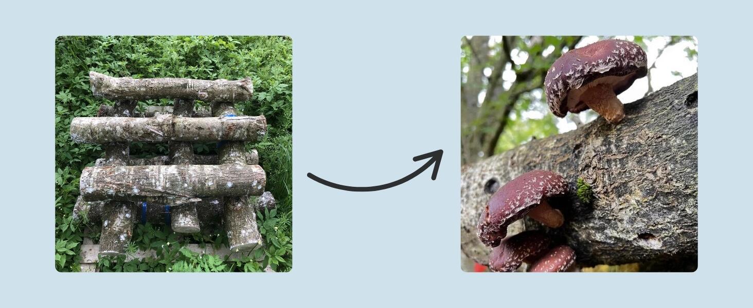 Comparison of a recently set up mushroom growing log and a mature log fruiting mushrooms