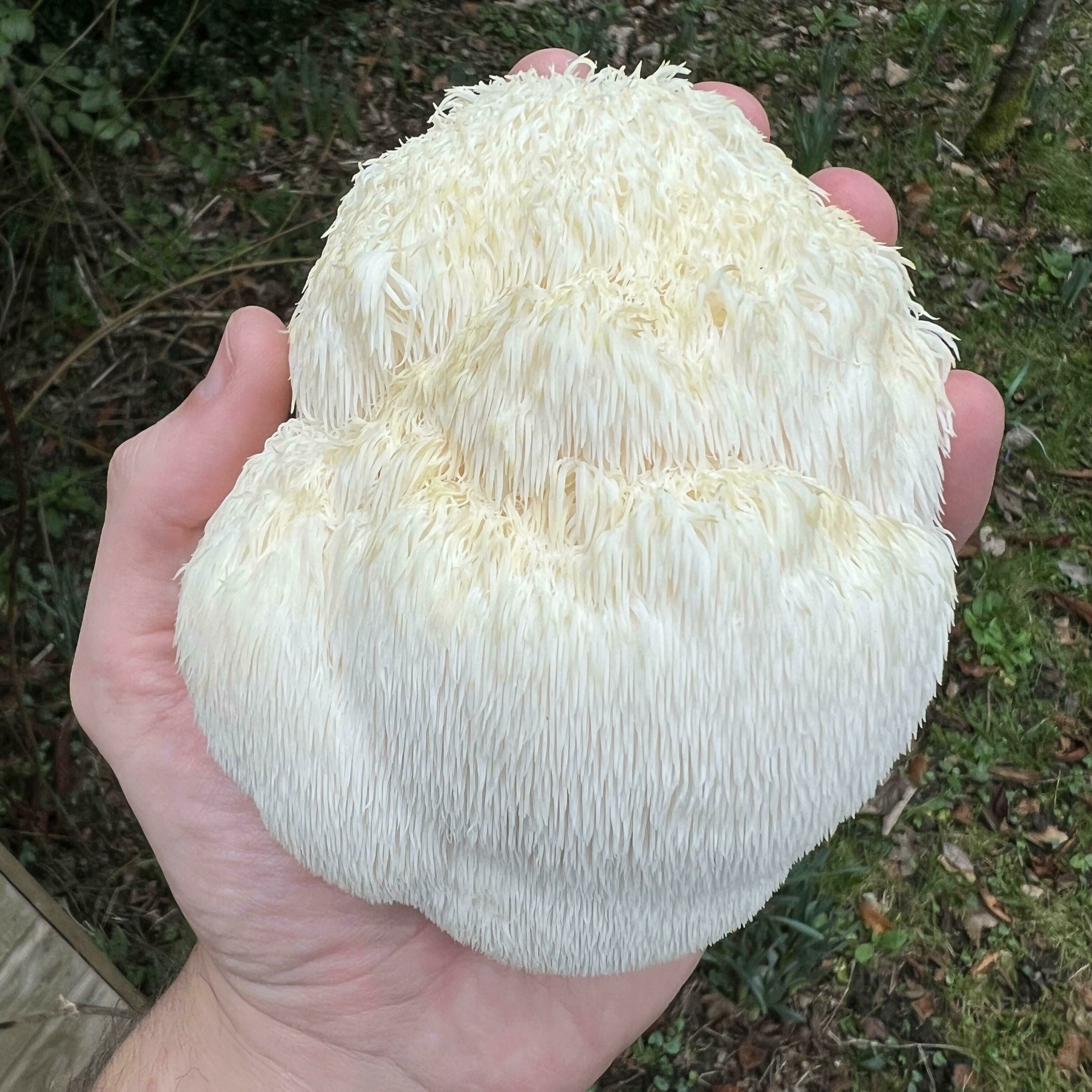 Lion's Mane turning yellow