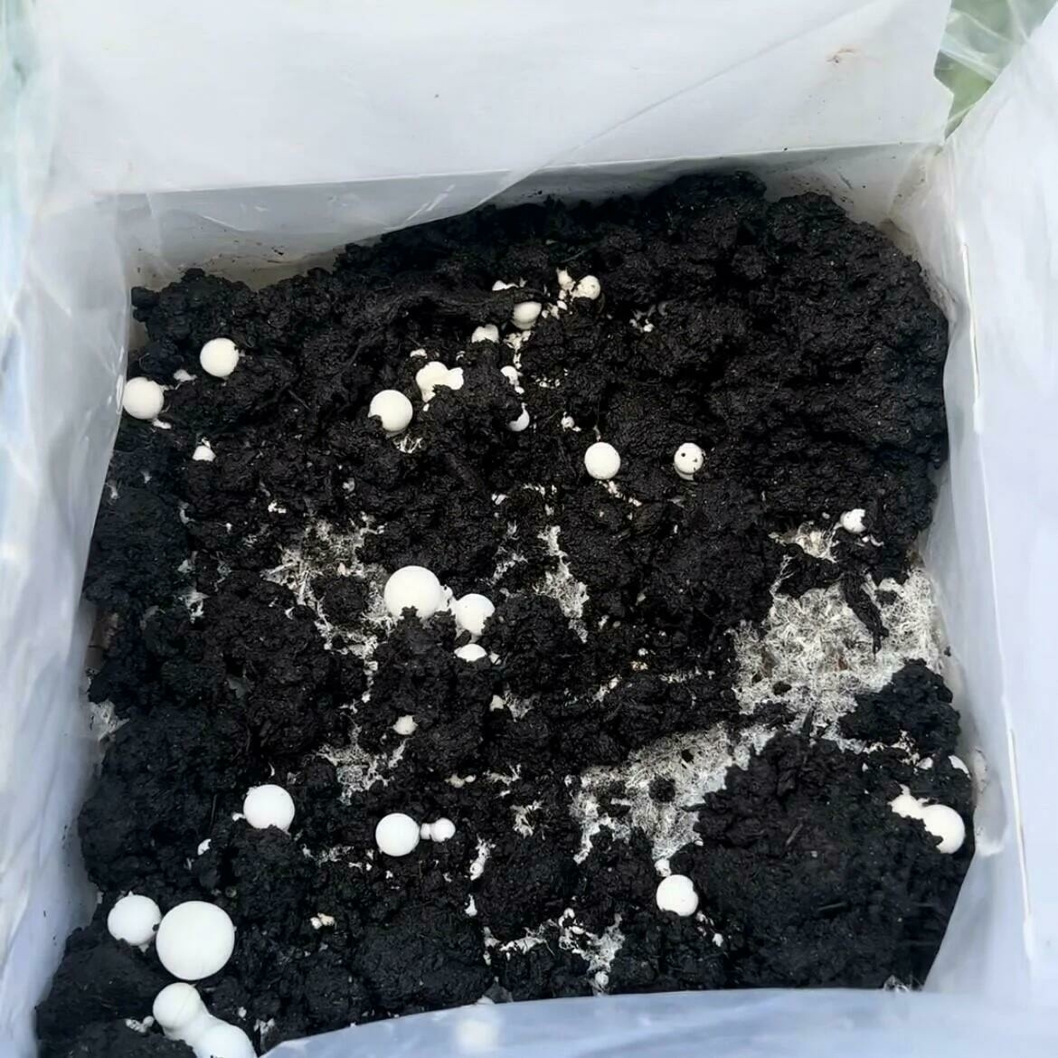 White Mushroom Pinning