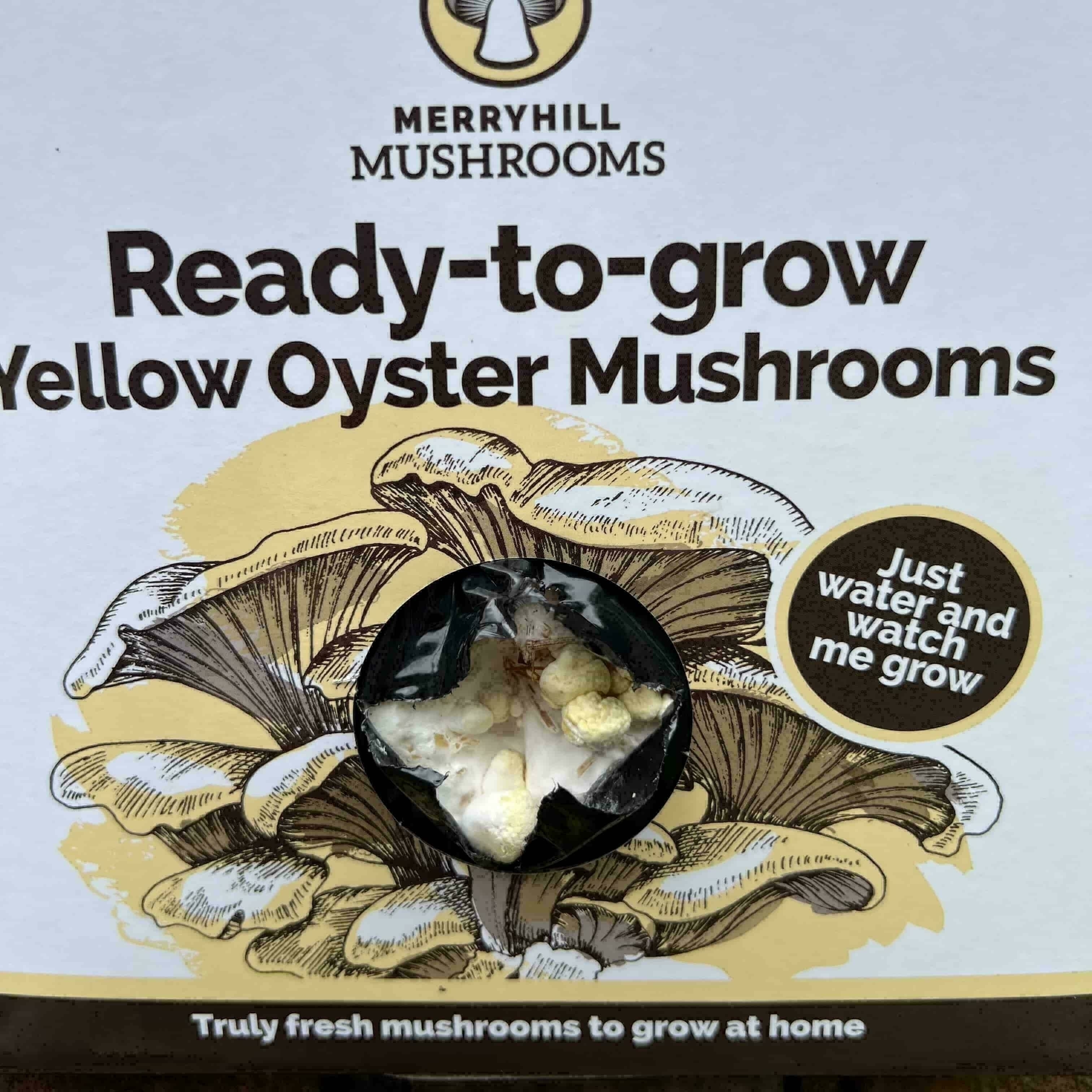 Yellow Oyster pinning